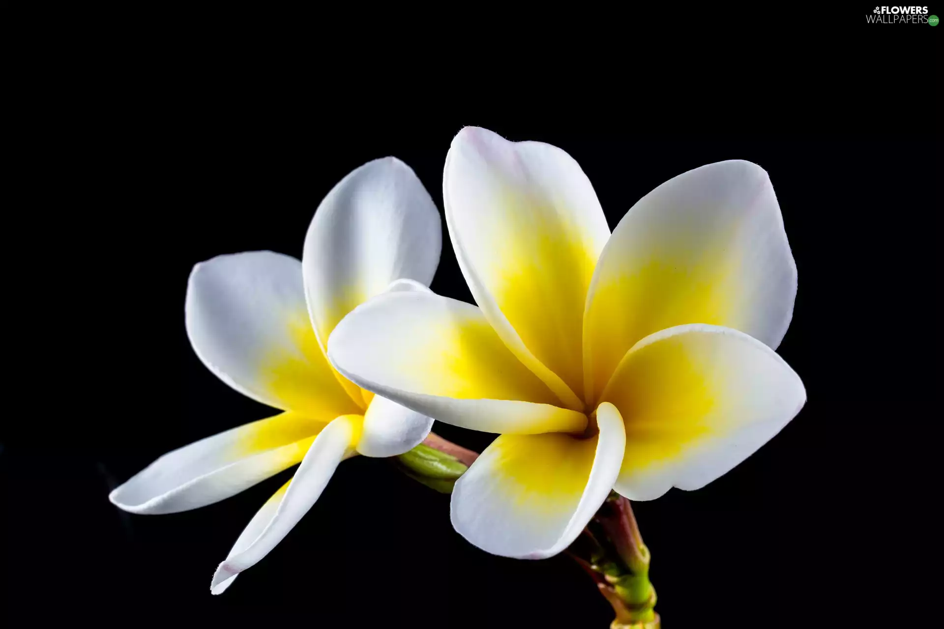 Flowers, Plumeria, black background, White and yellow