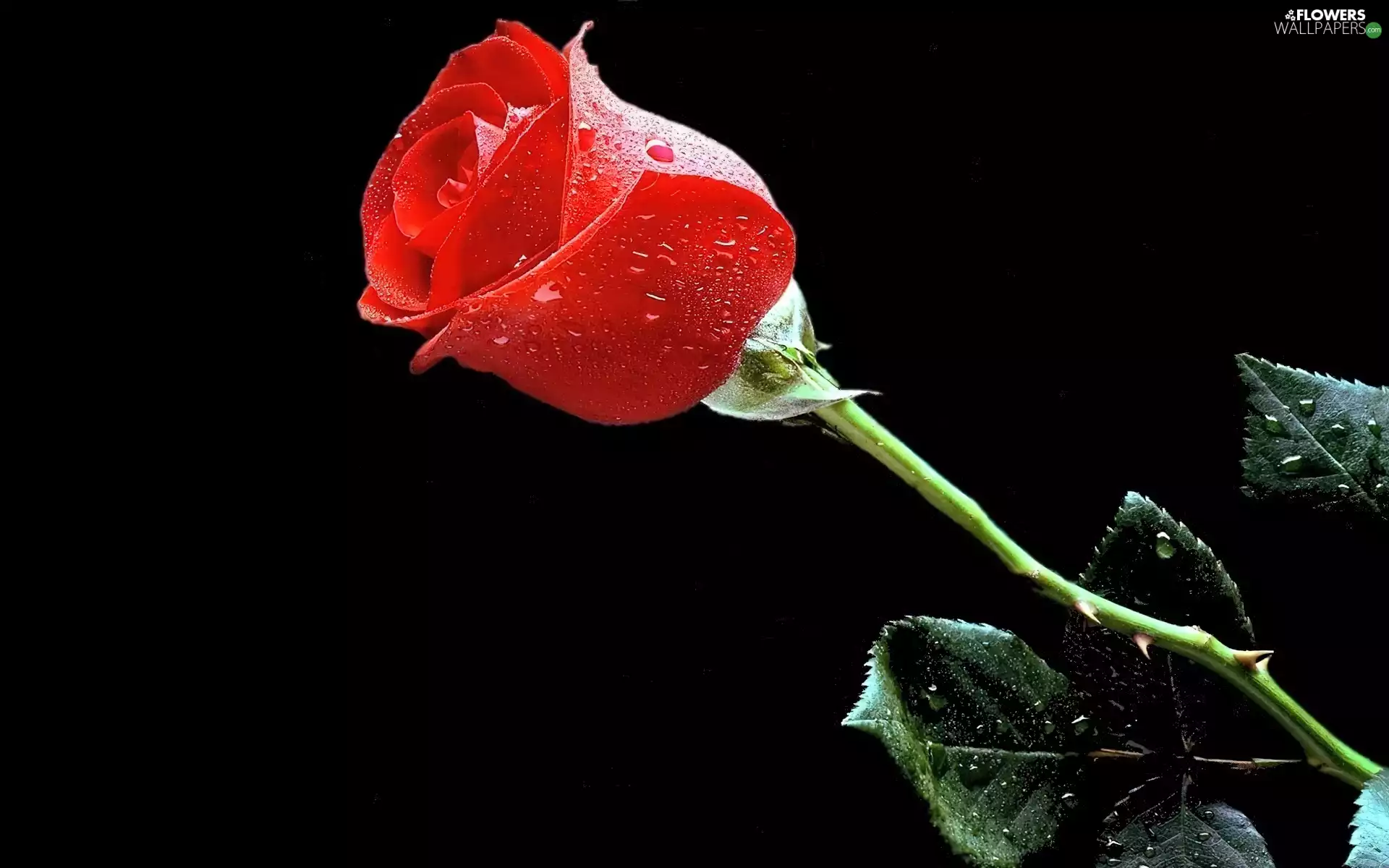 background, rose, Black