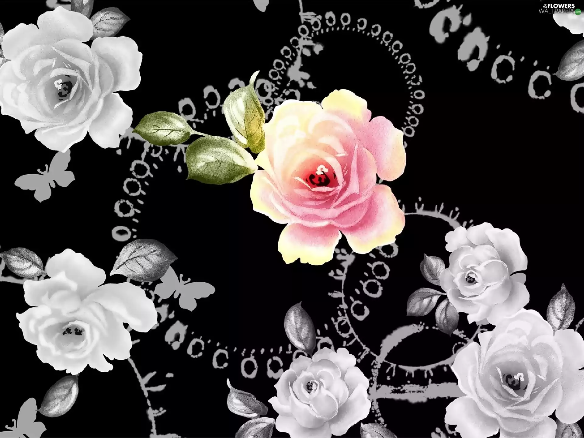 background, roses, Black