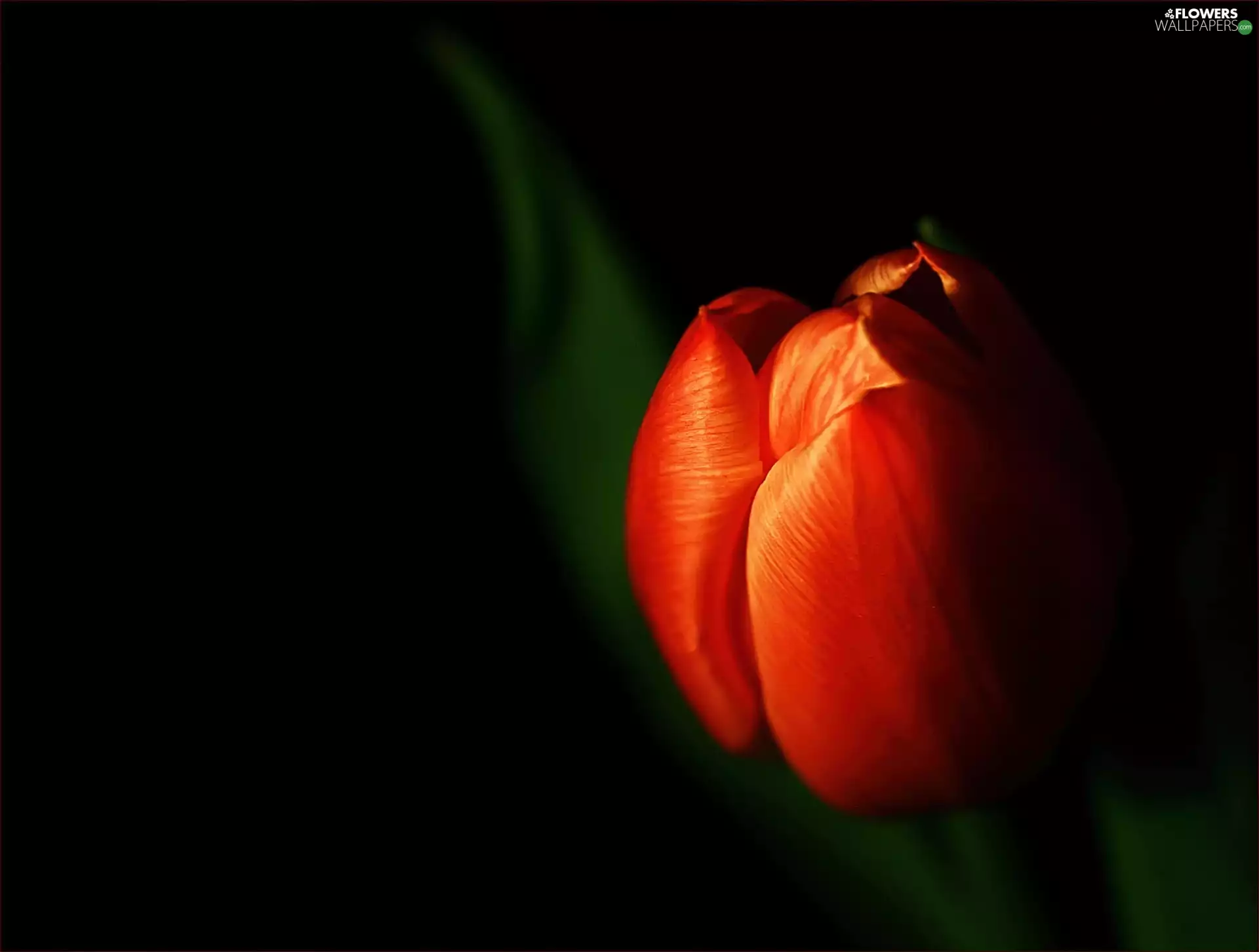 background, tulip, Black