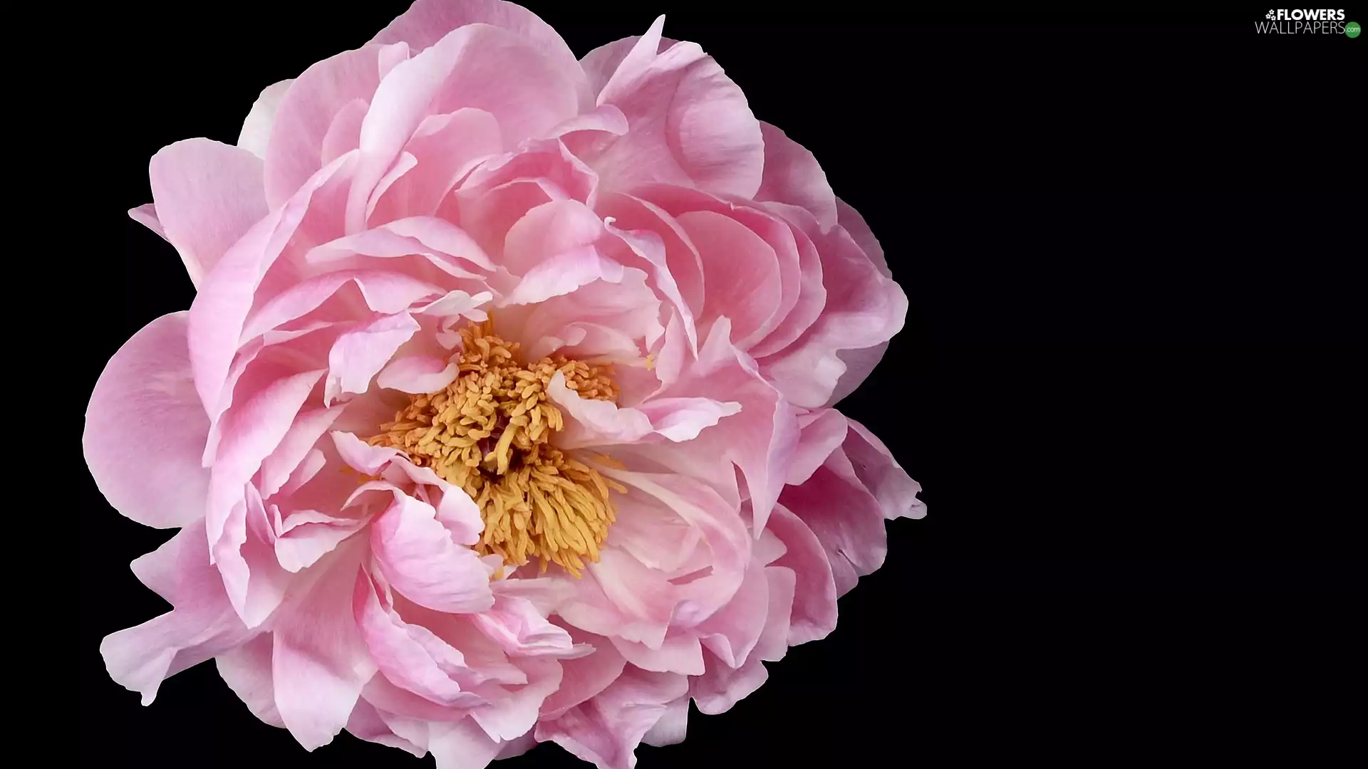 dark, background, bloom, peony, Pink