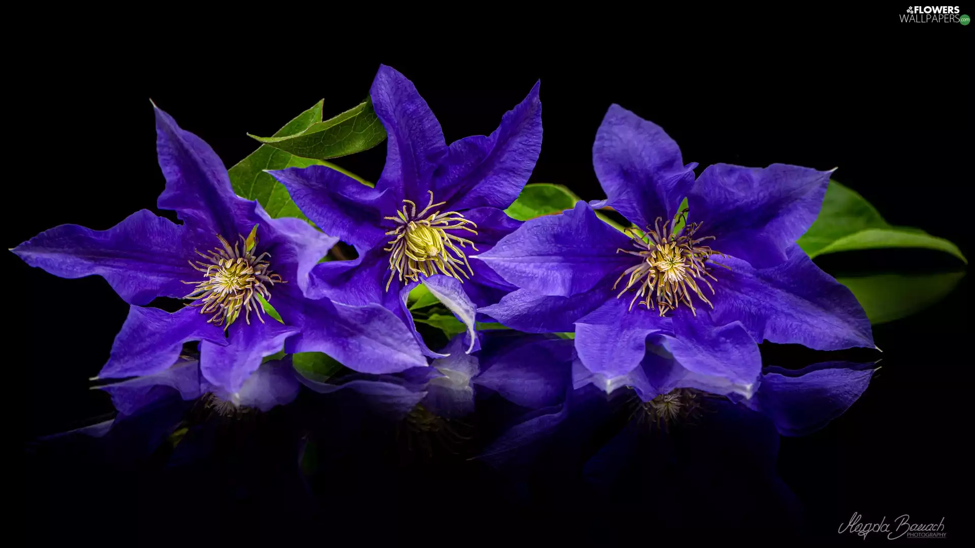 Black, background, Blue, Clematis, Flowers