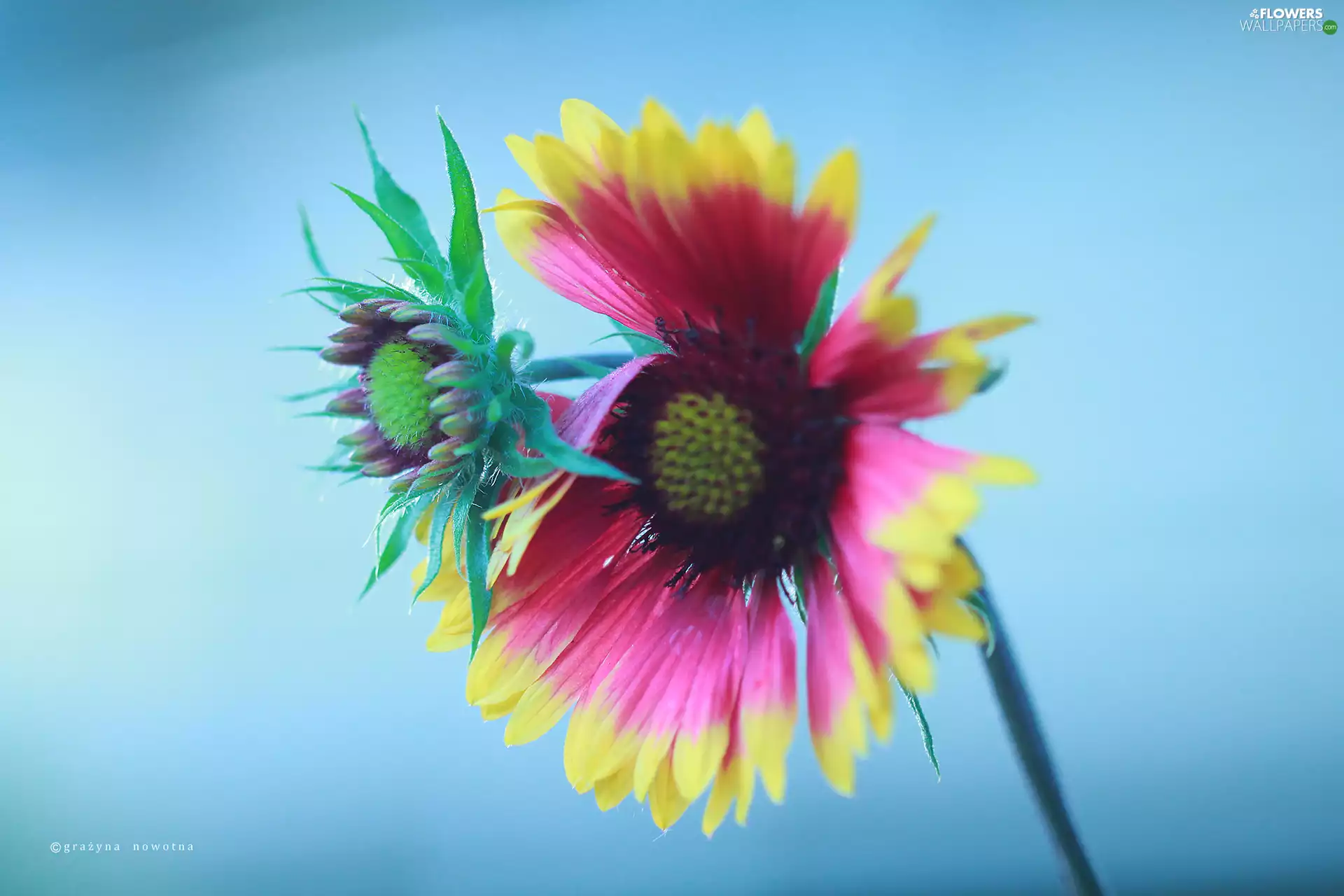 background, Gaillardia, Blue