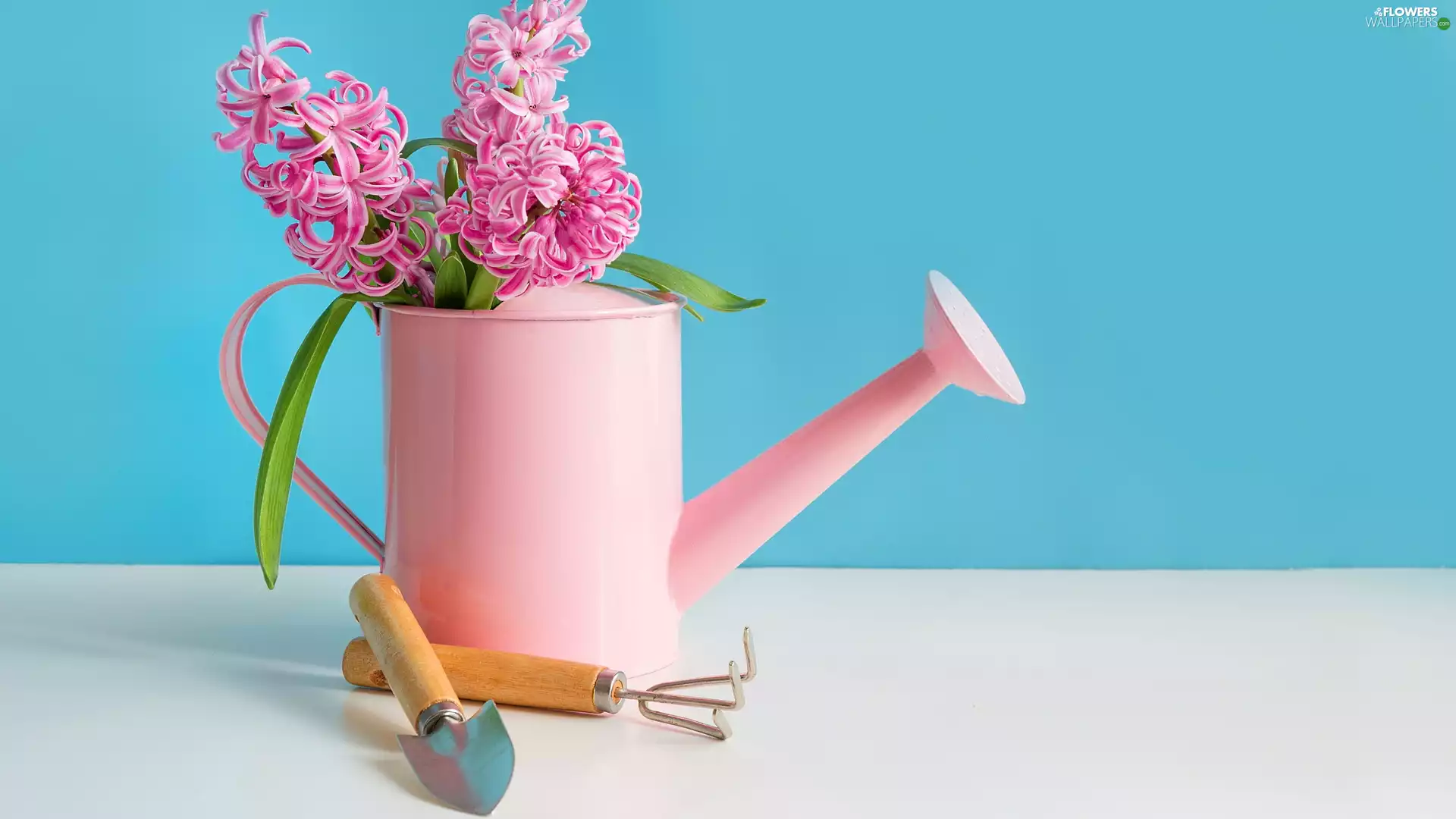 rake, Hyacinths, Blue, watering can, Pink, Blade, background