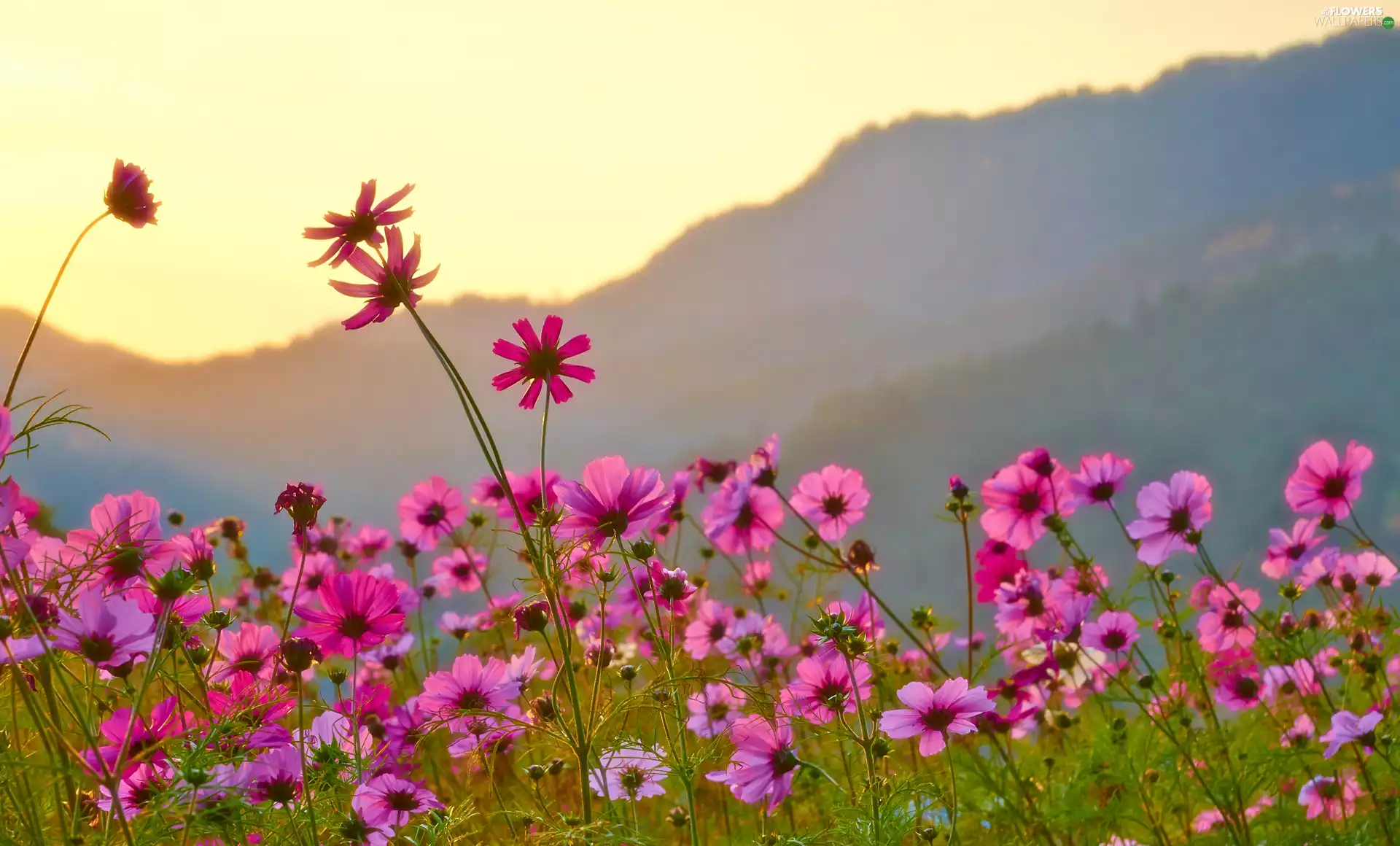 The Hills, blurry background, Cosmos, Meadow, Flowers