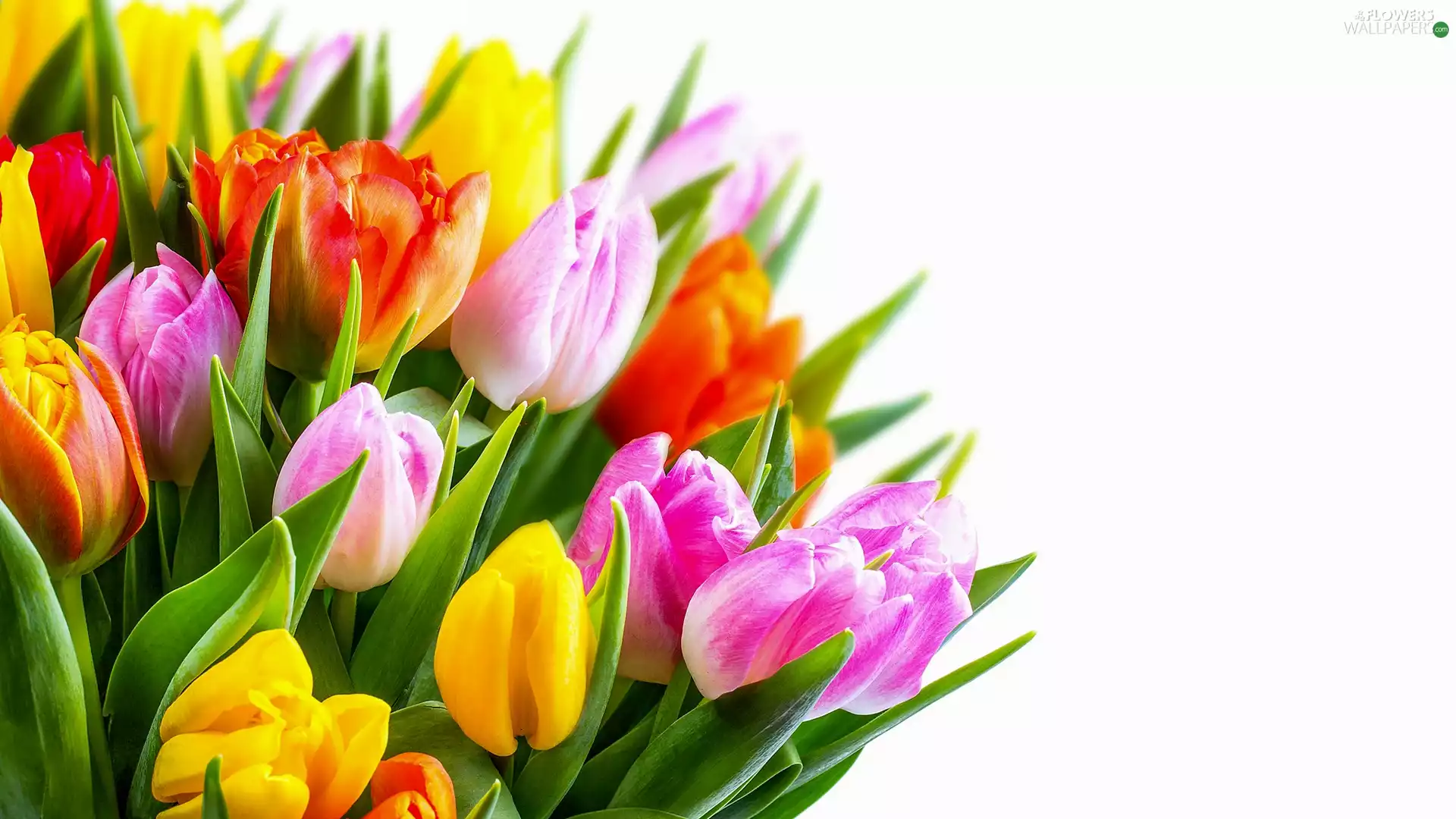 color, Flowers, White, background, Tulips, bouquet