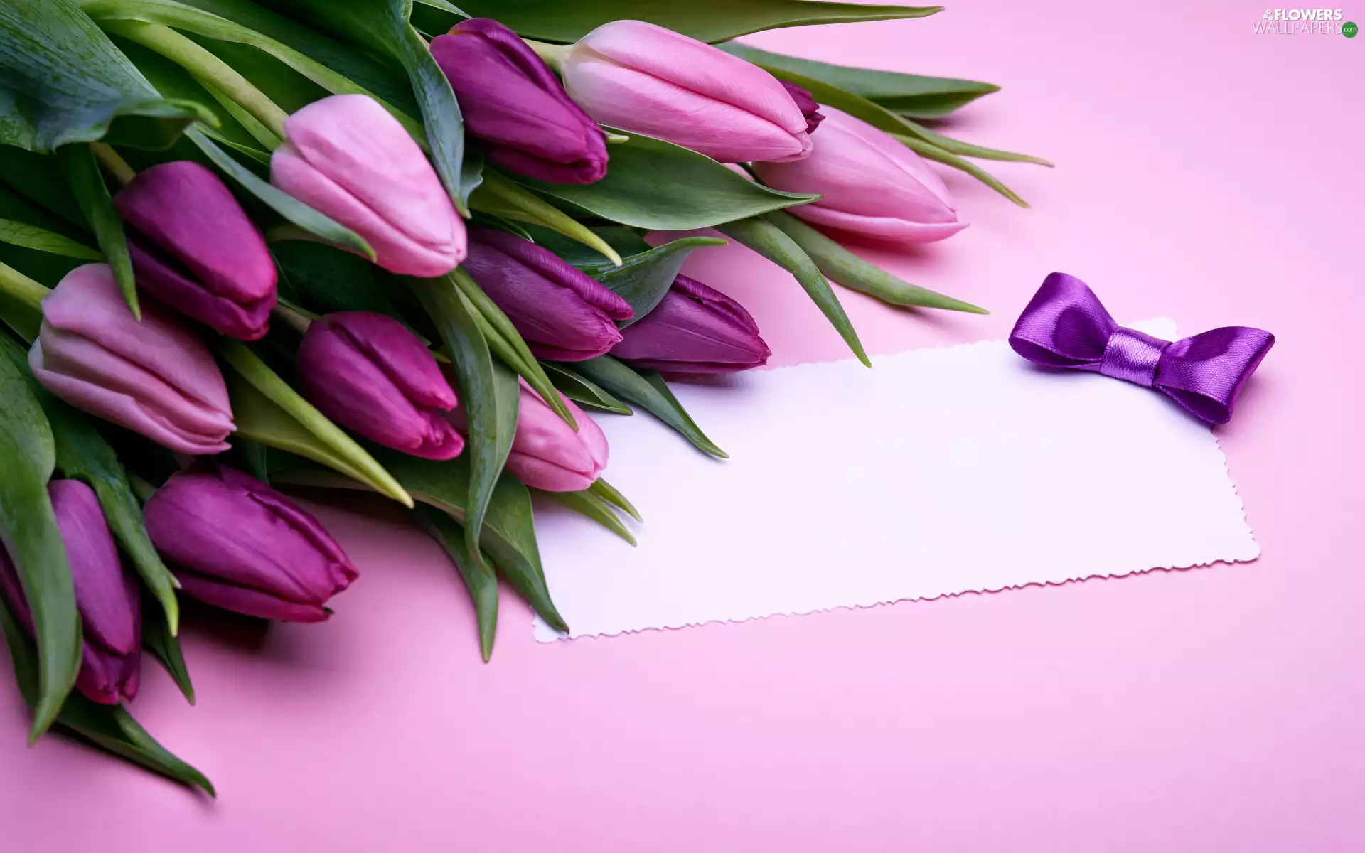 White, purple, bow, Tulips, Flowers, card, Pink Background