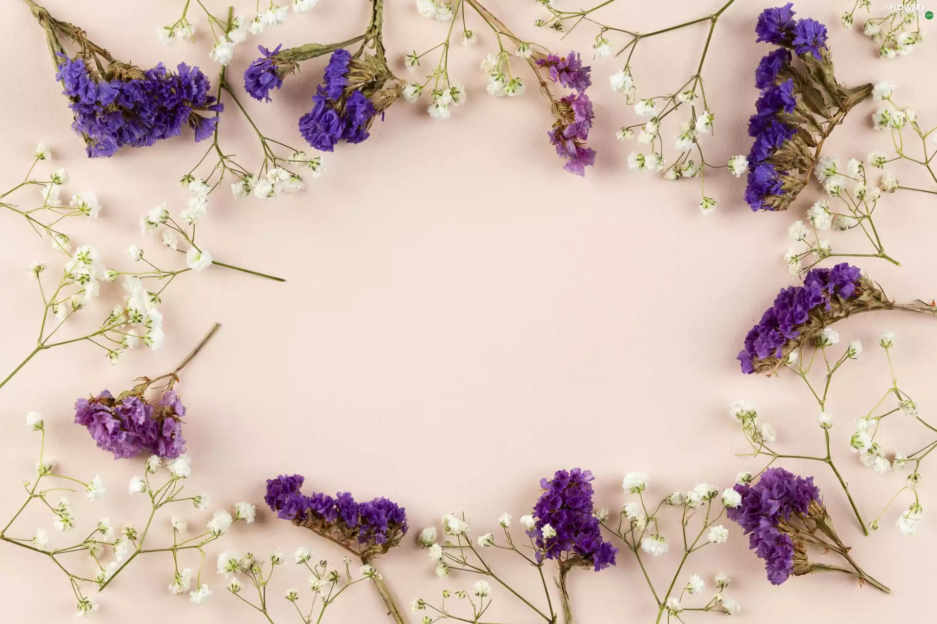 White, Flowers, Bright, Sea Lavender, purple, gypsophile, background