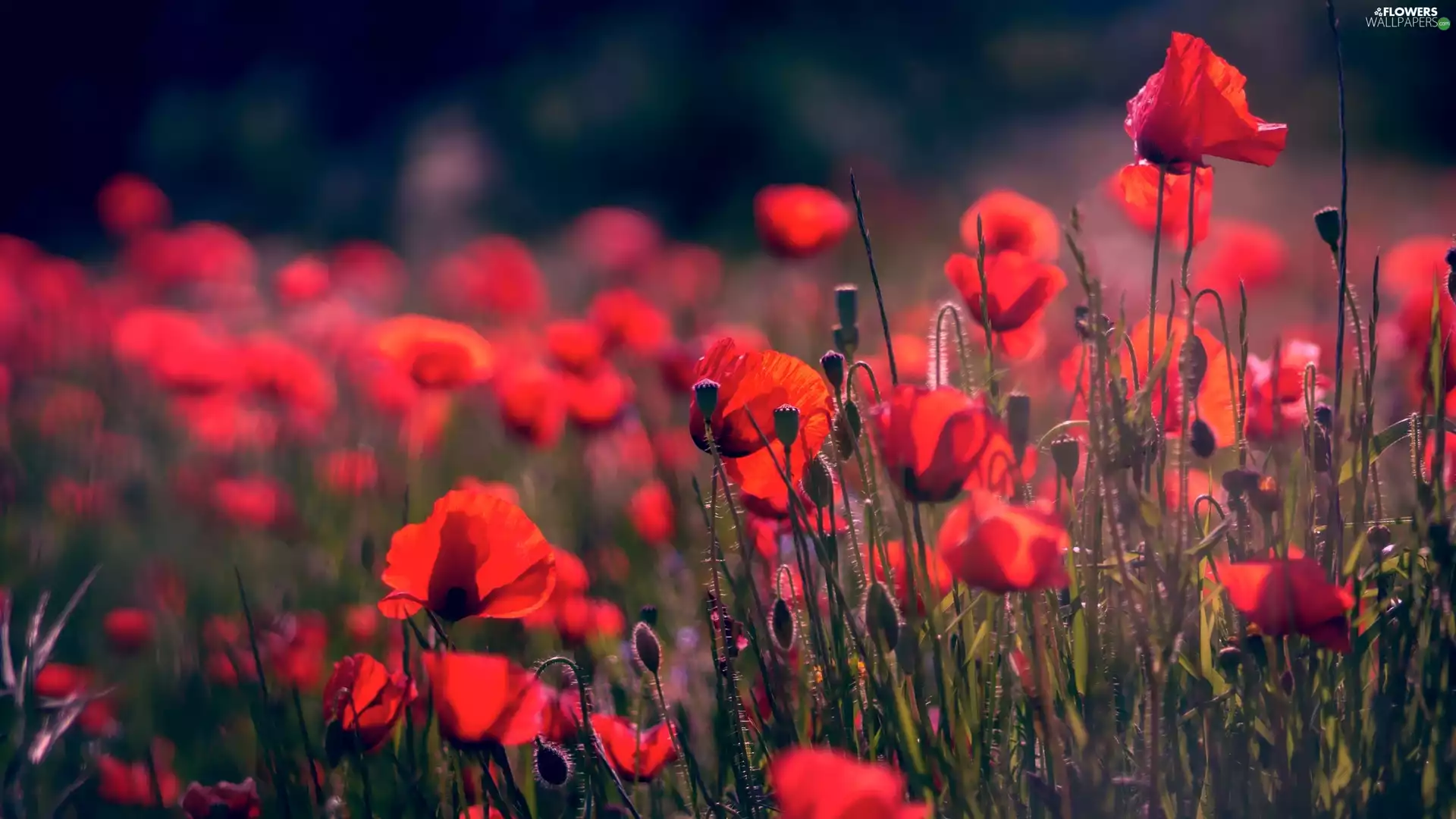 Red, Flowers, fuzzy, background, papavers, Buds