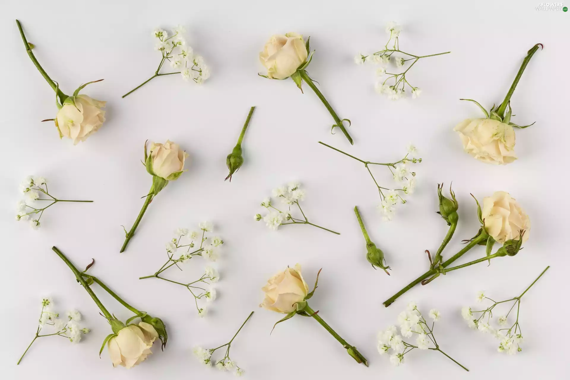 White, background, Buds, gypsophile, roses