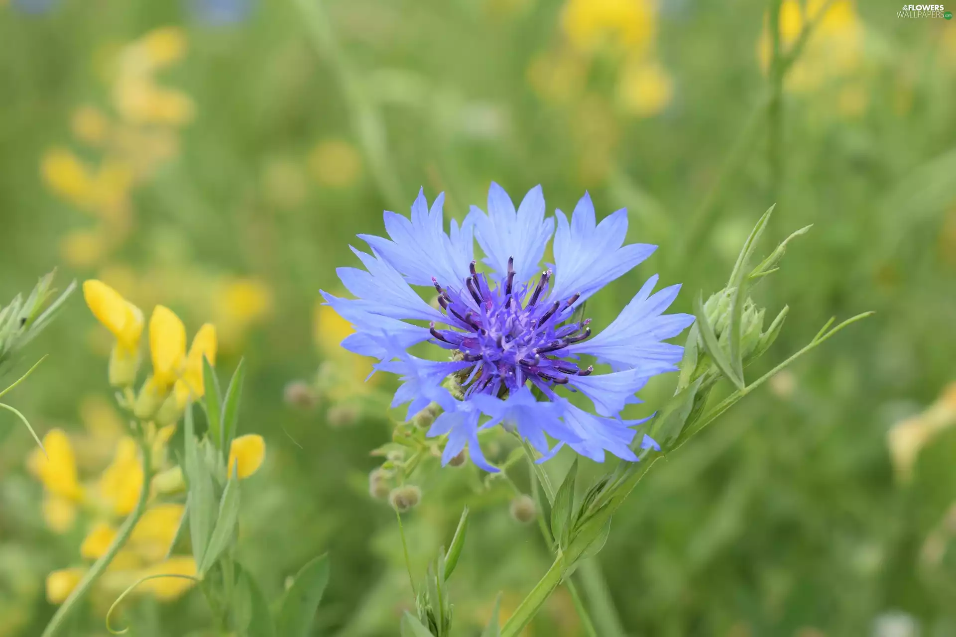 fuzzy, background, Chaber, Meadow, Flowers