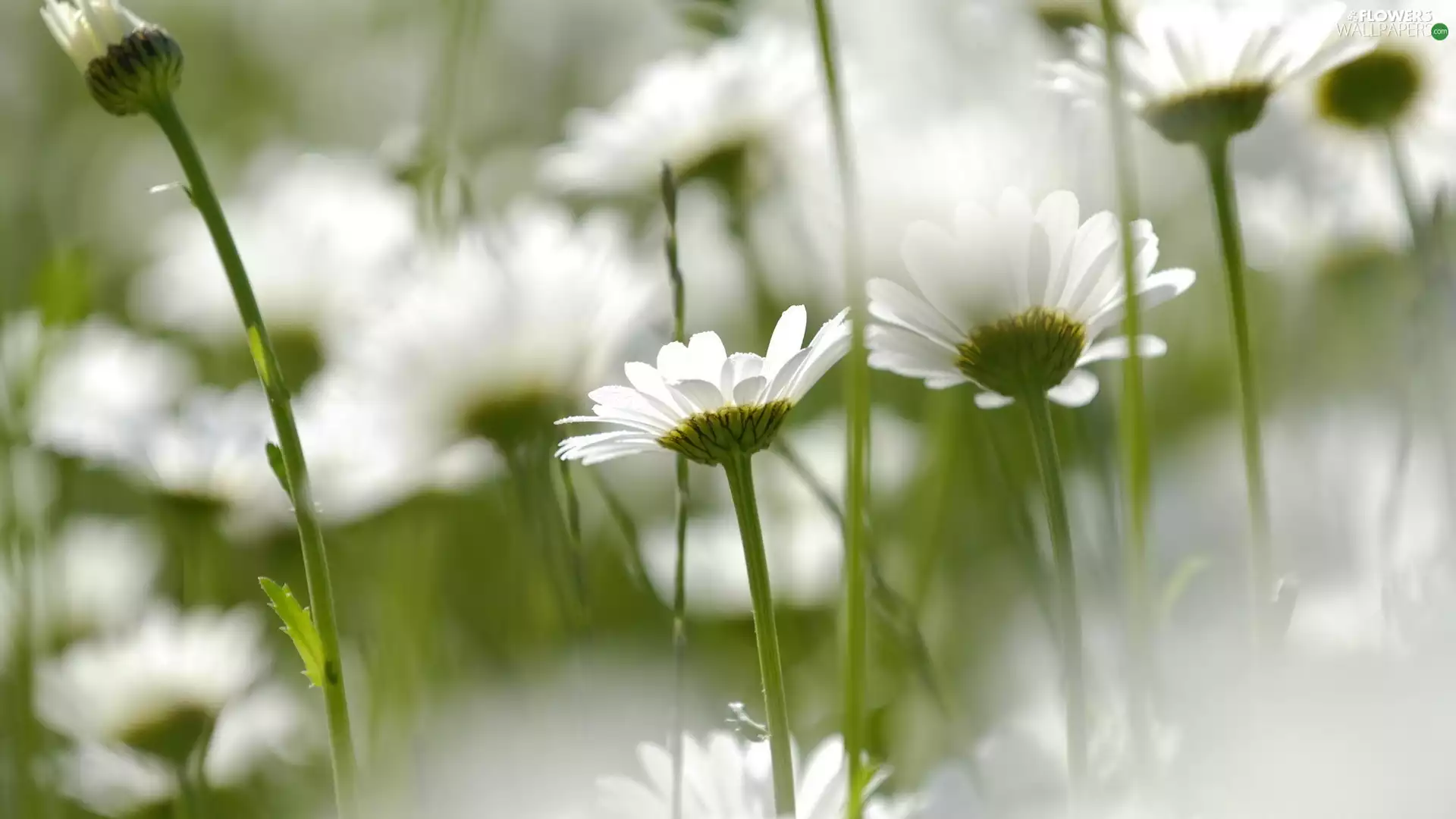Chamomile Common, blurry background