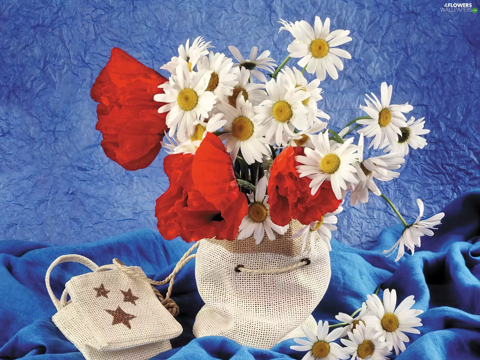 Blue, background, chrysanthemums, bag, papavers