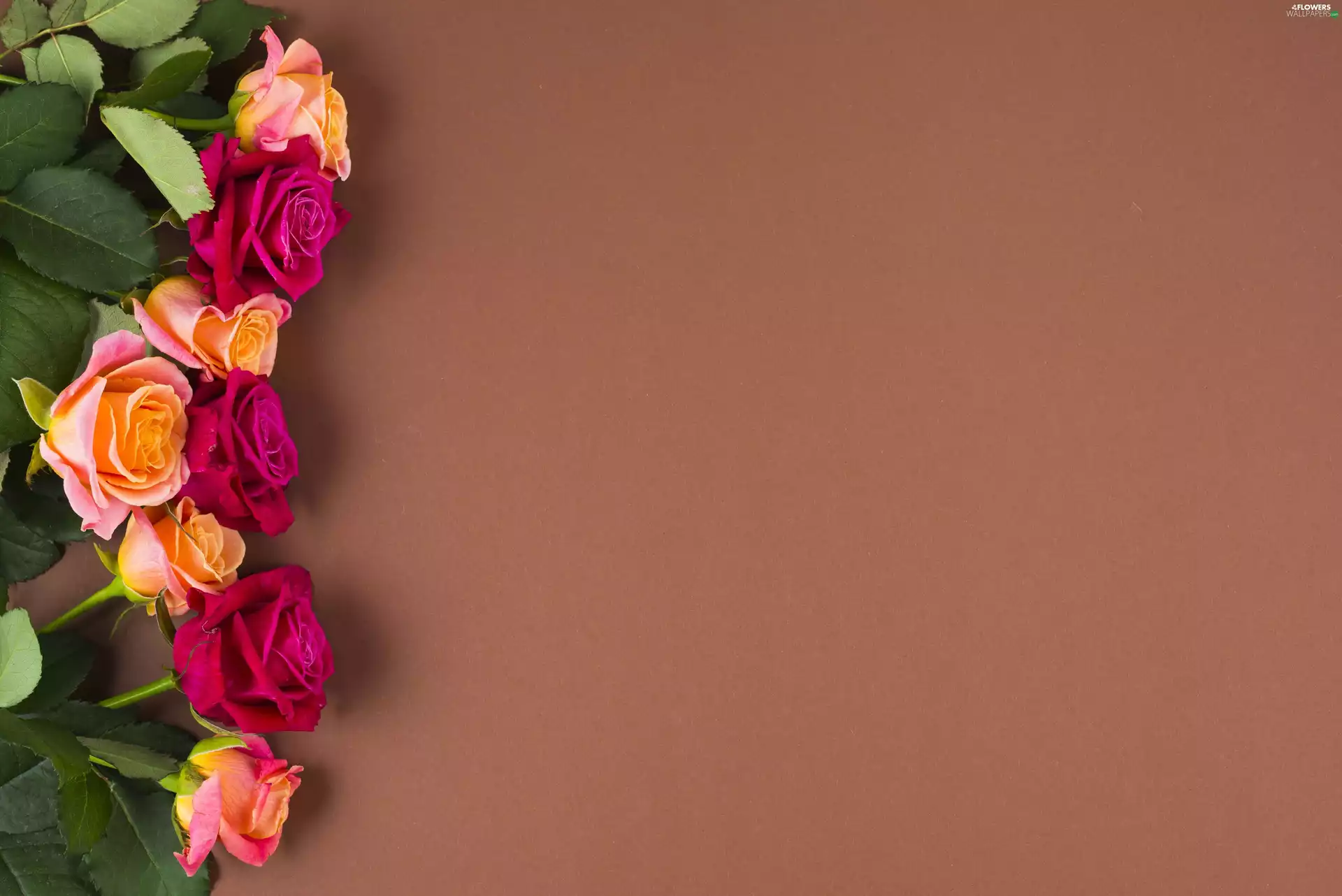 roses, Flowers, Brown, background, Leaf, color