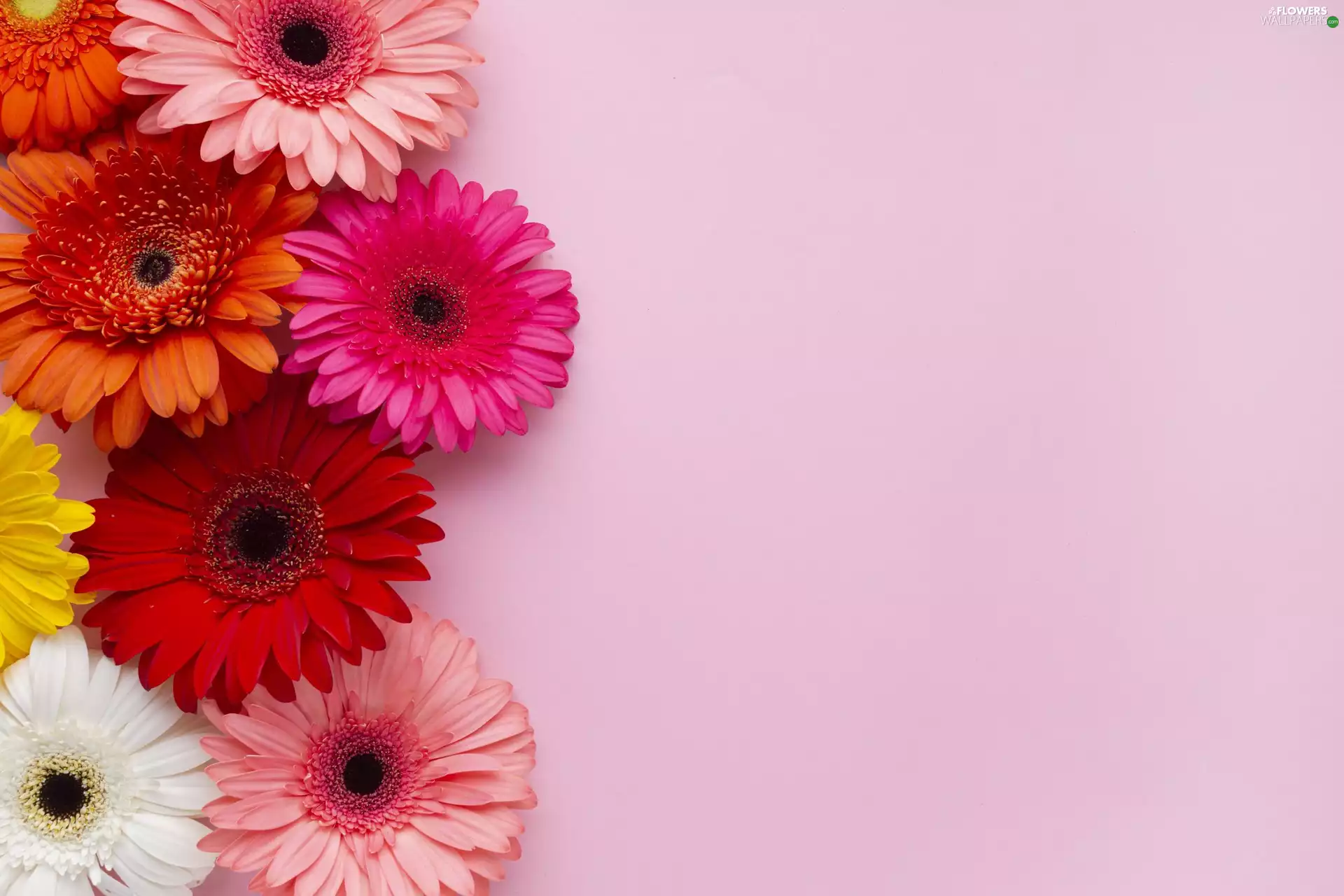 Pink, background, color, gerberas, Flowers