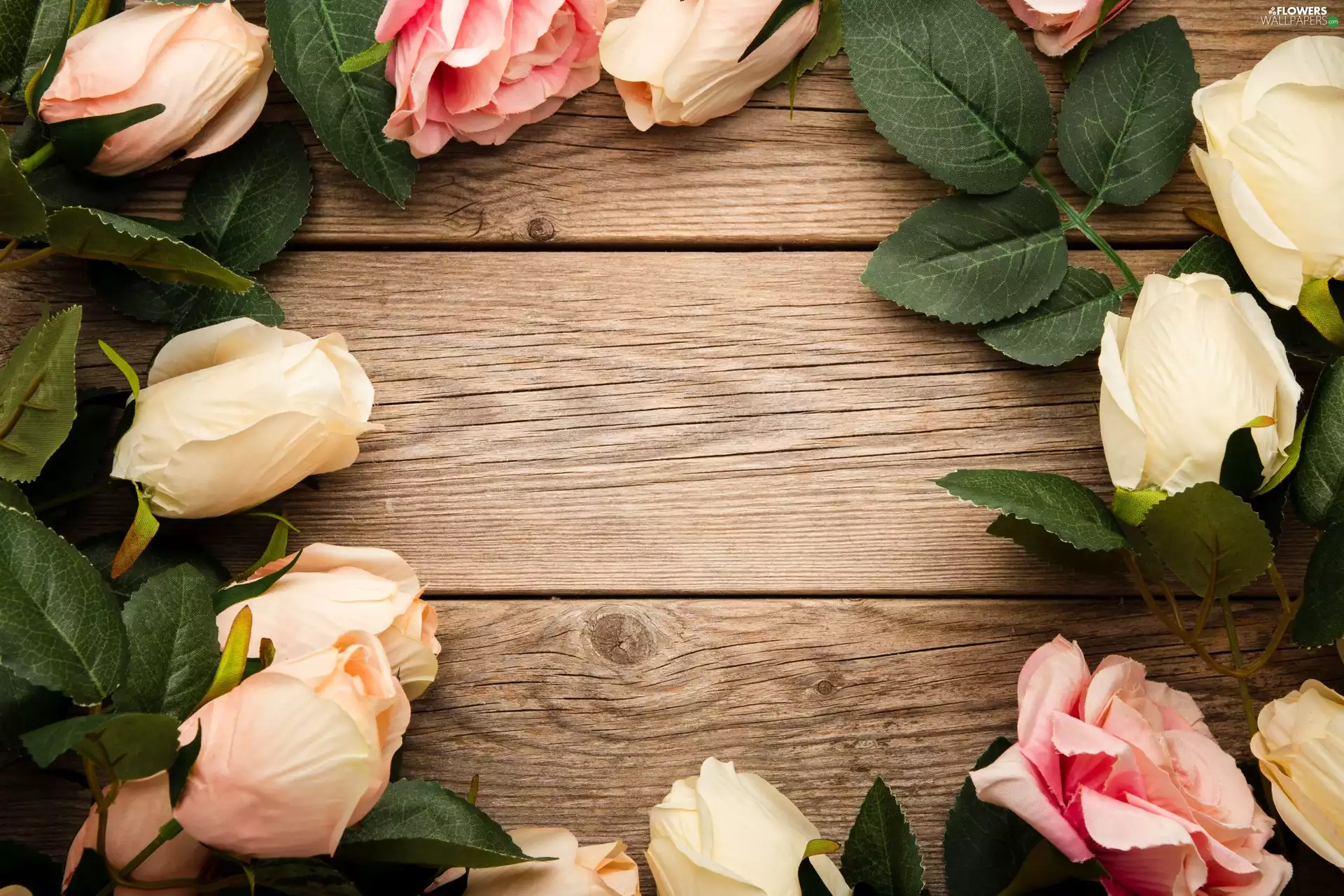 boarding, background, color, roses, Flowers