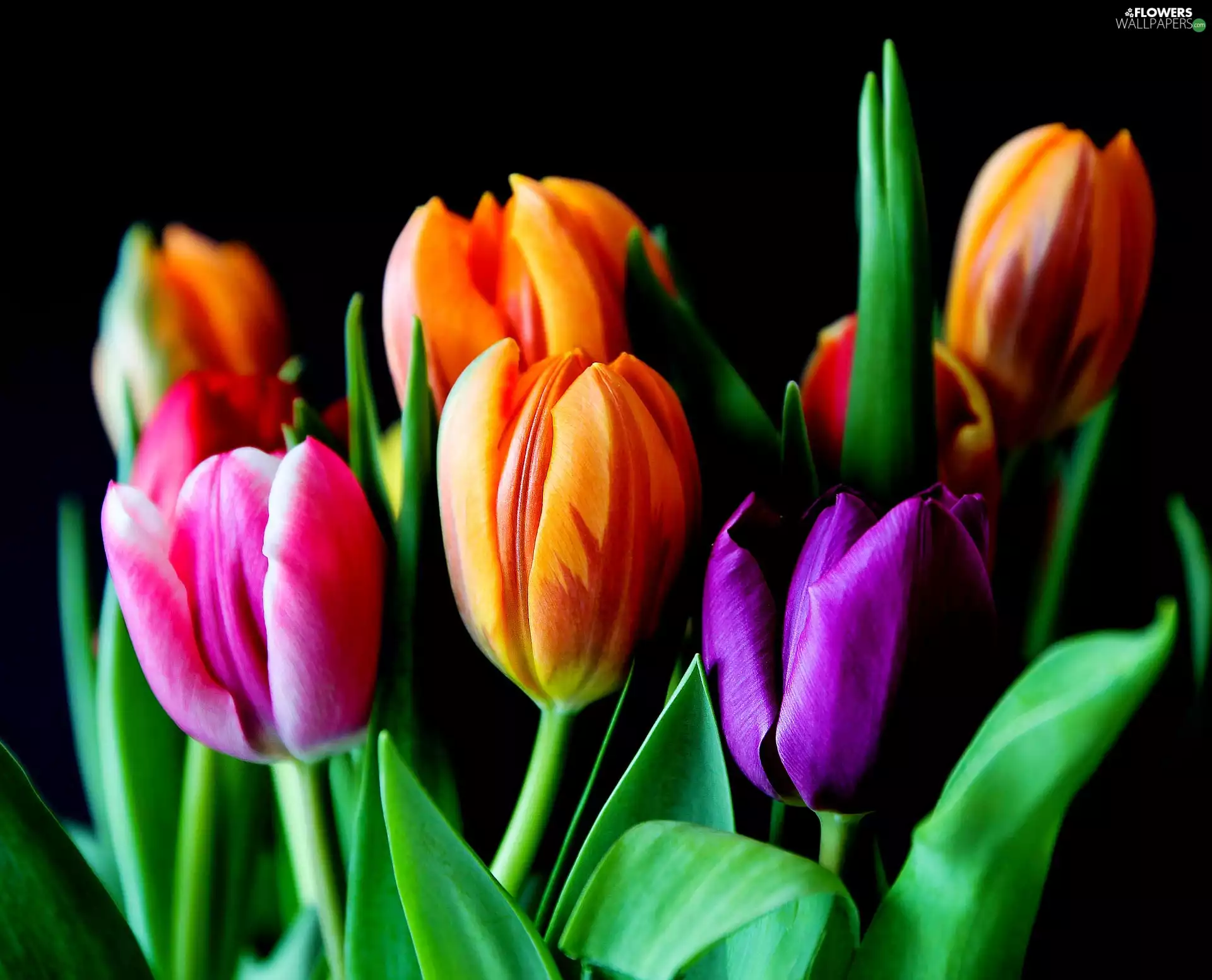 dark, background, color, Tulips, Flowers