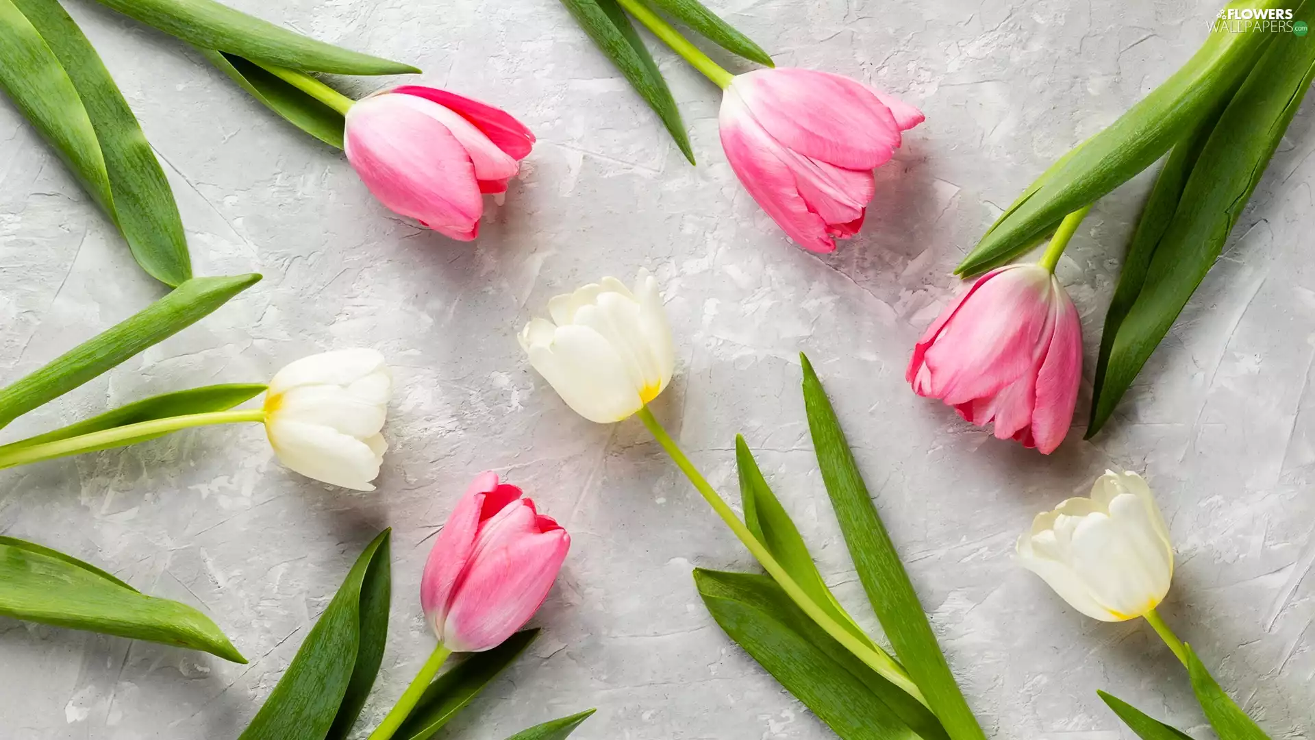 Grey, background, color, Tulips, Flowers