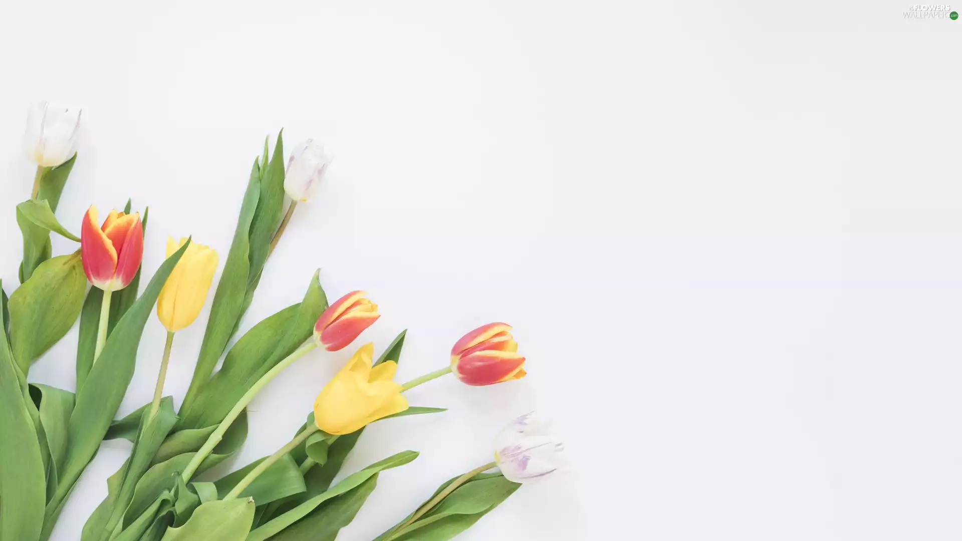 White, background, color, Tulips, Flowers