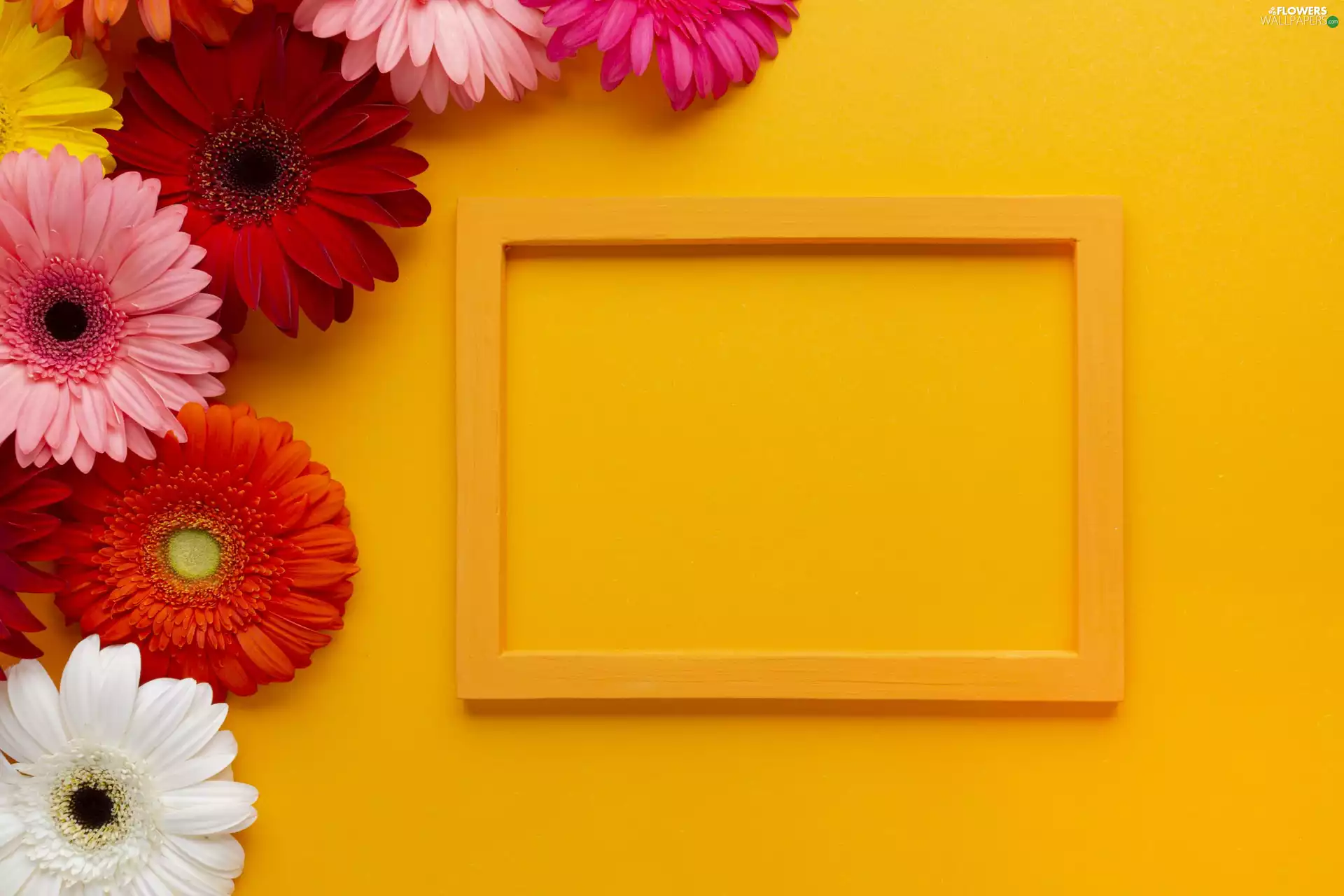 Yellow Honda, color, Yellow, gerberas, Flowers, frame, background