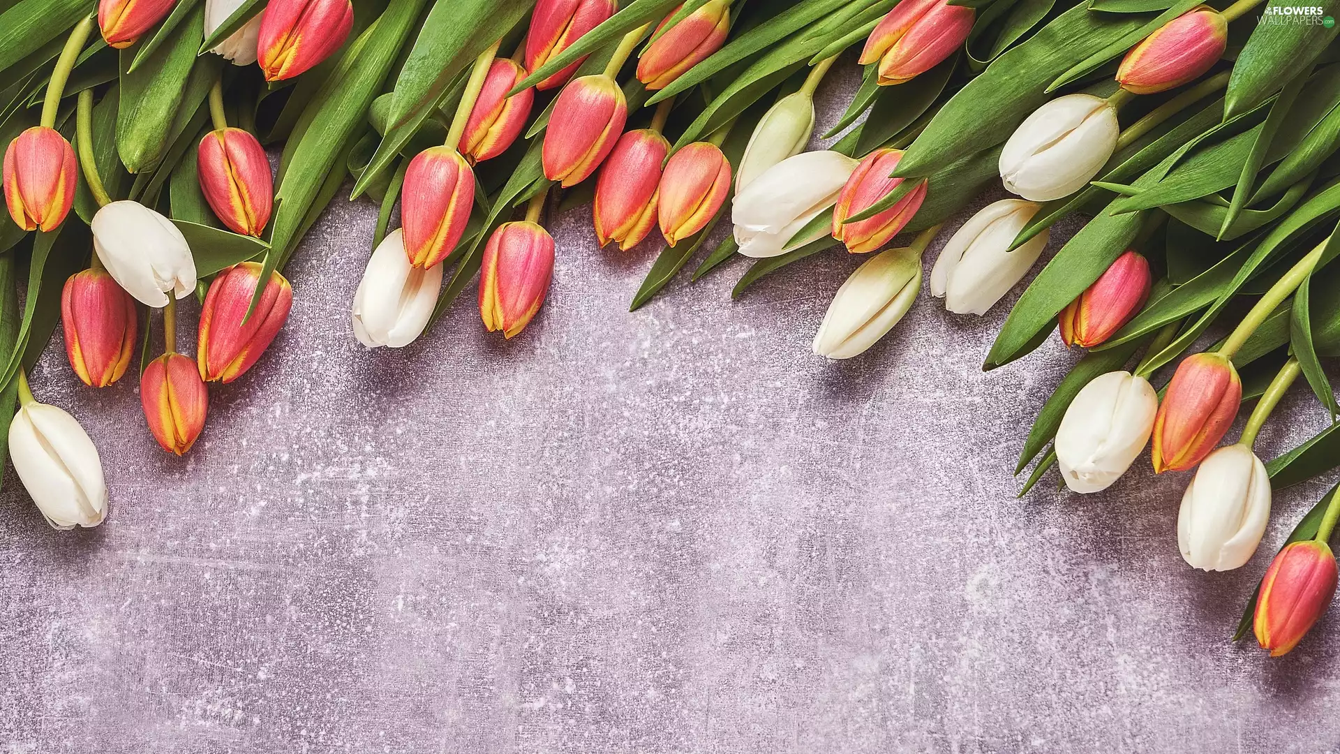 Grey, background, color, Tulips, scattered