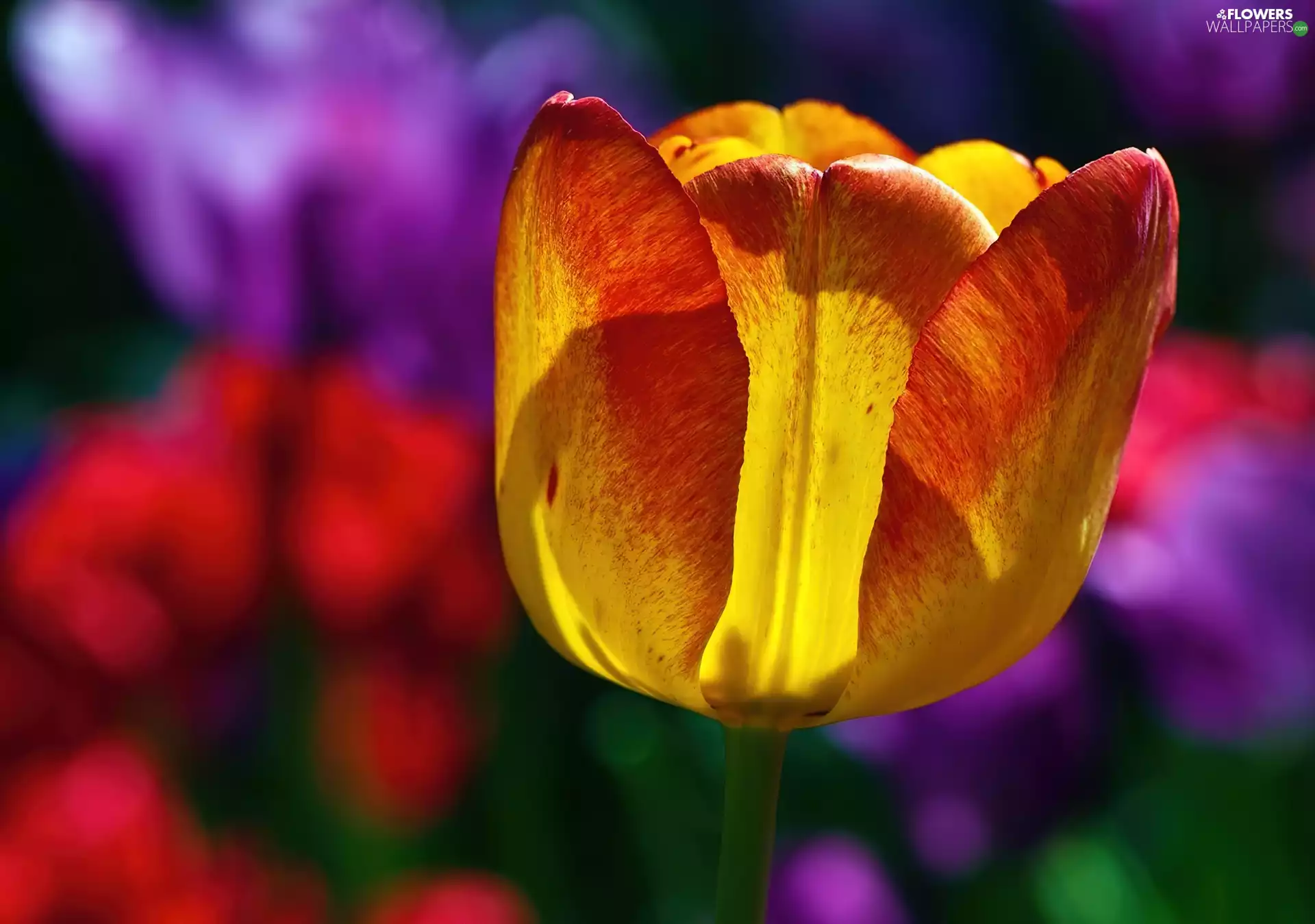 background, tulip, color