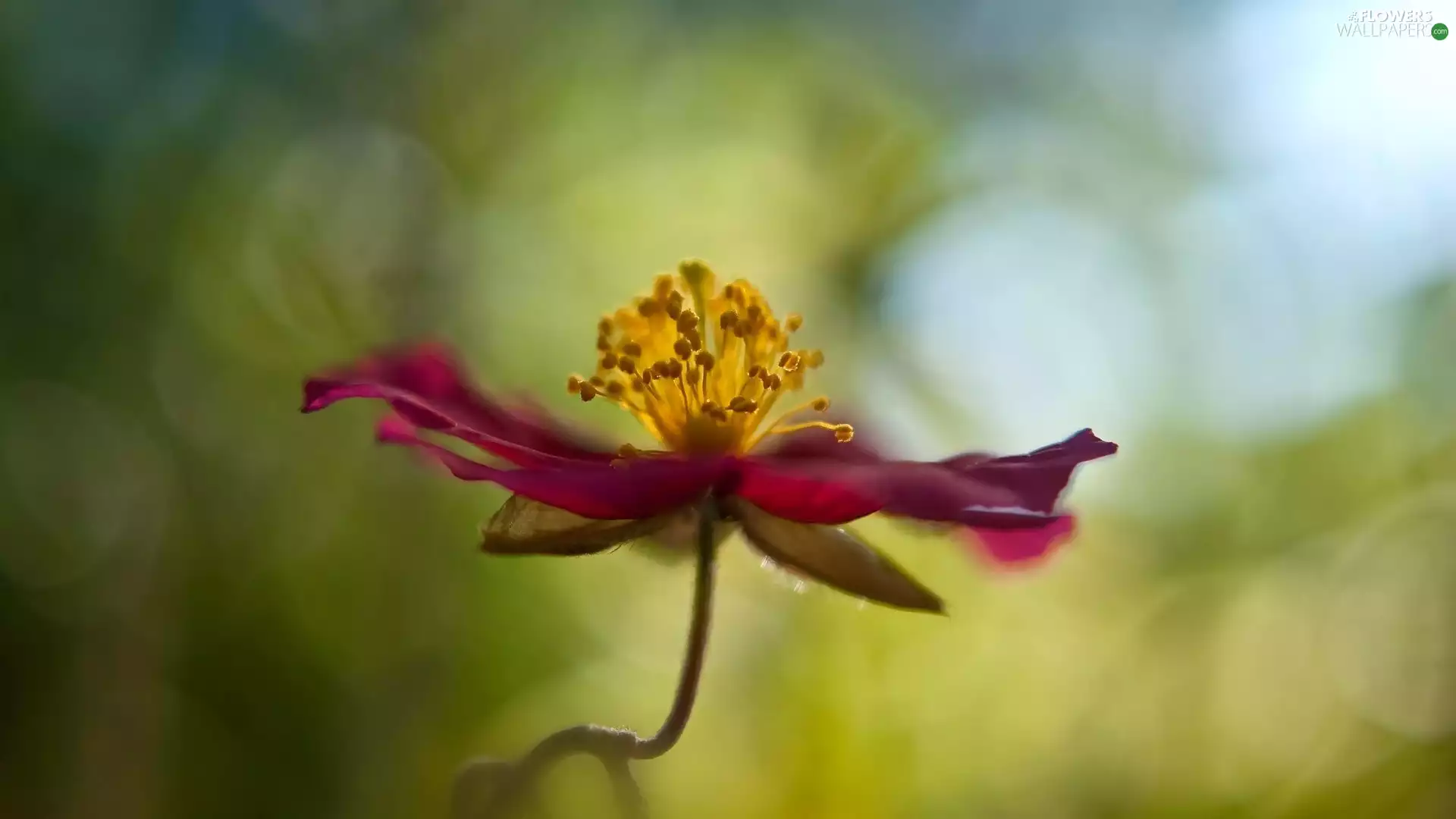 blurry background, Colourfull Flowers, Clematis