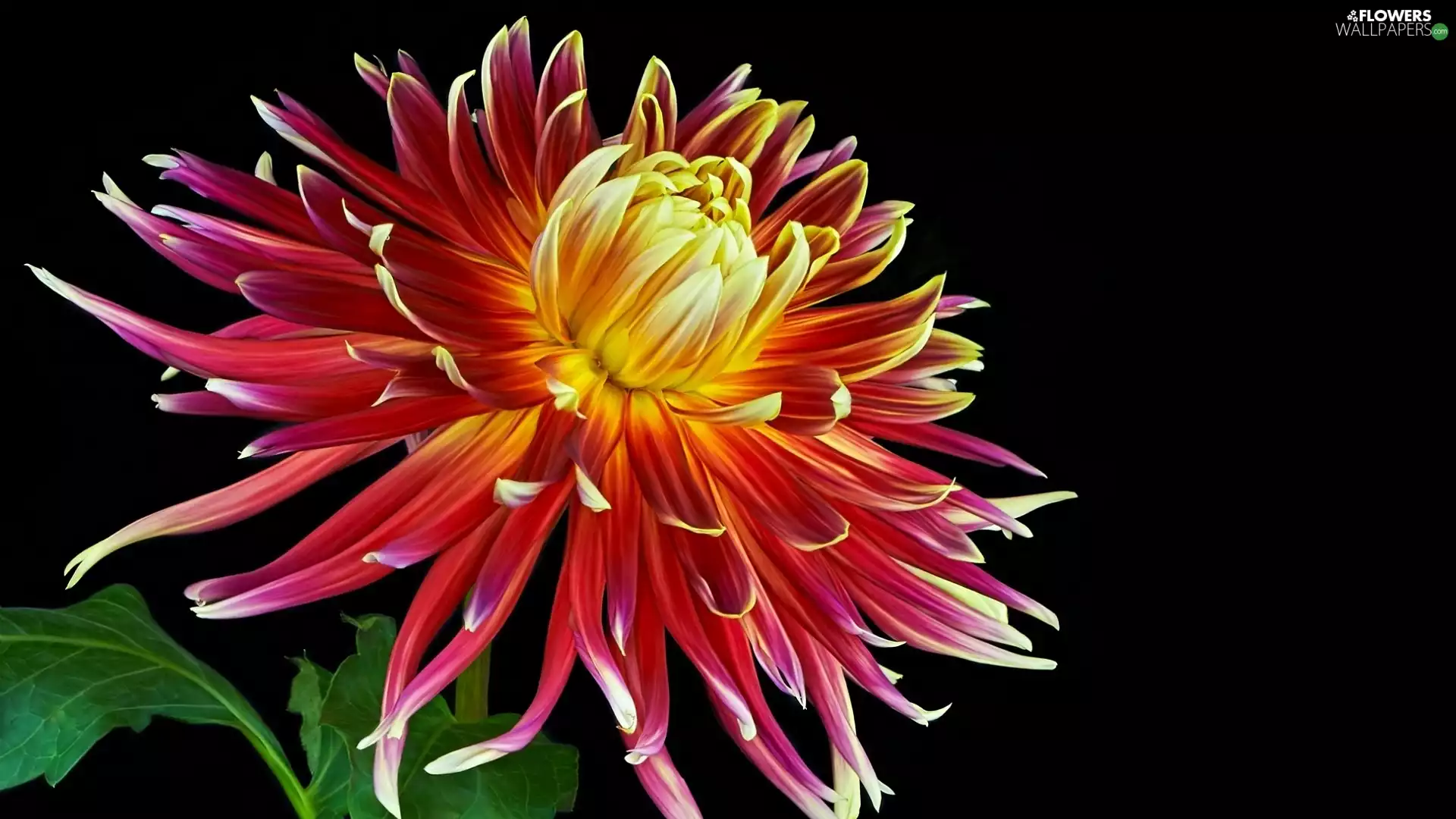 Dark Background, Colourfull Flowers, Dalia
