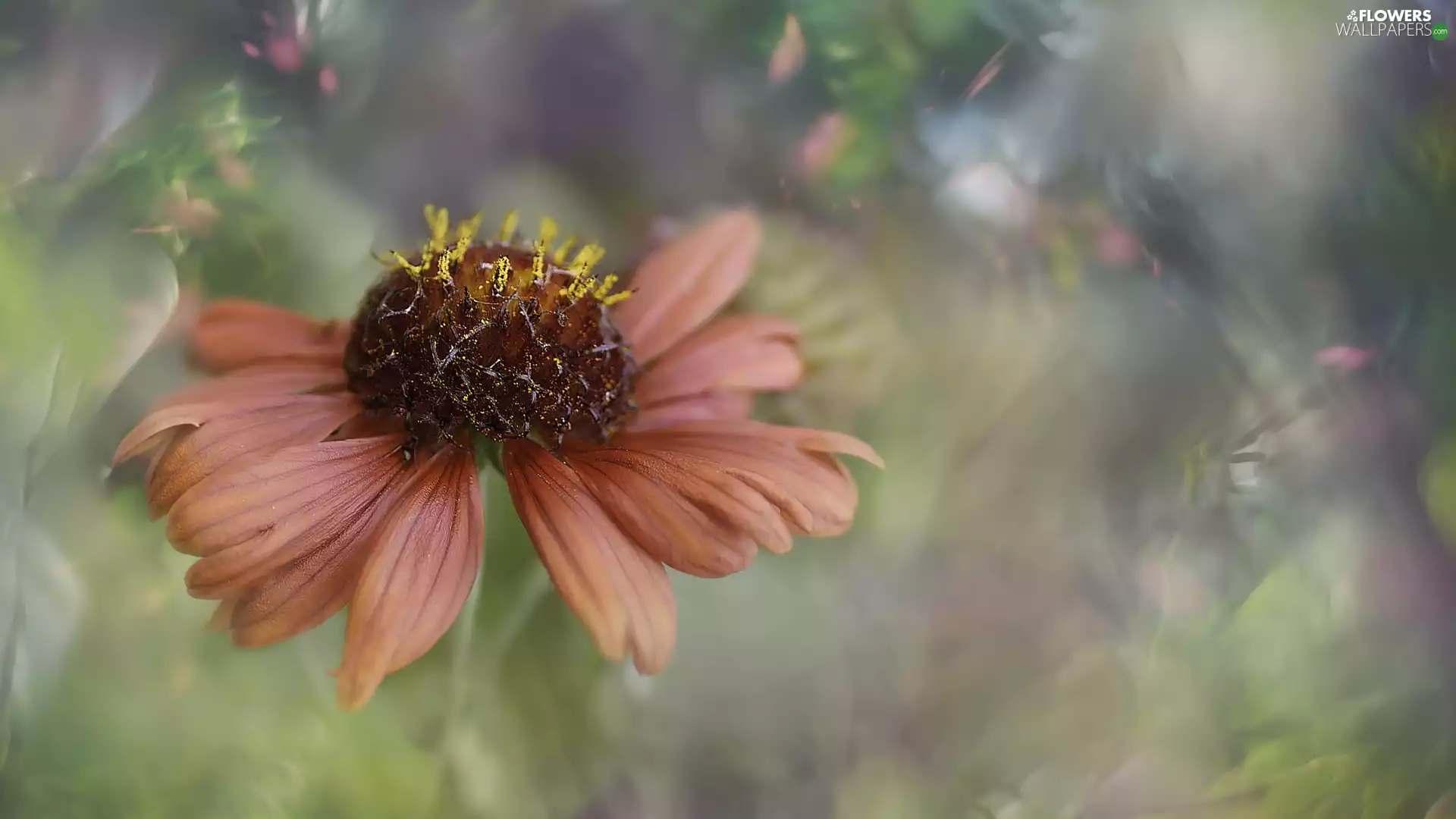 blurry background, Colourfull Flowers, Helenium