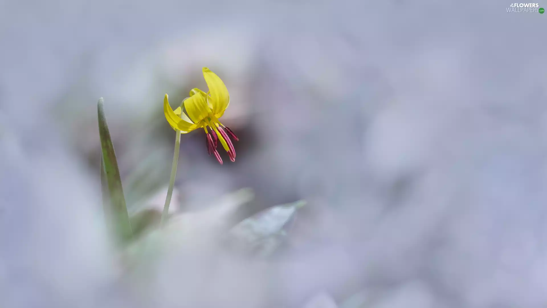 blurry background, Colourfull Flowers, Lily