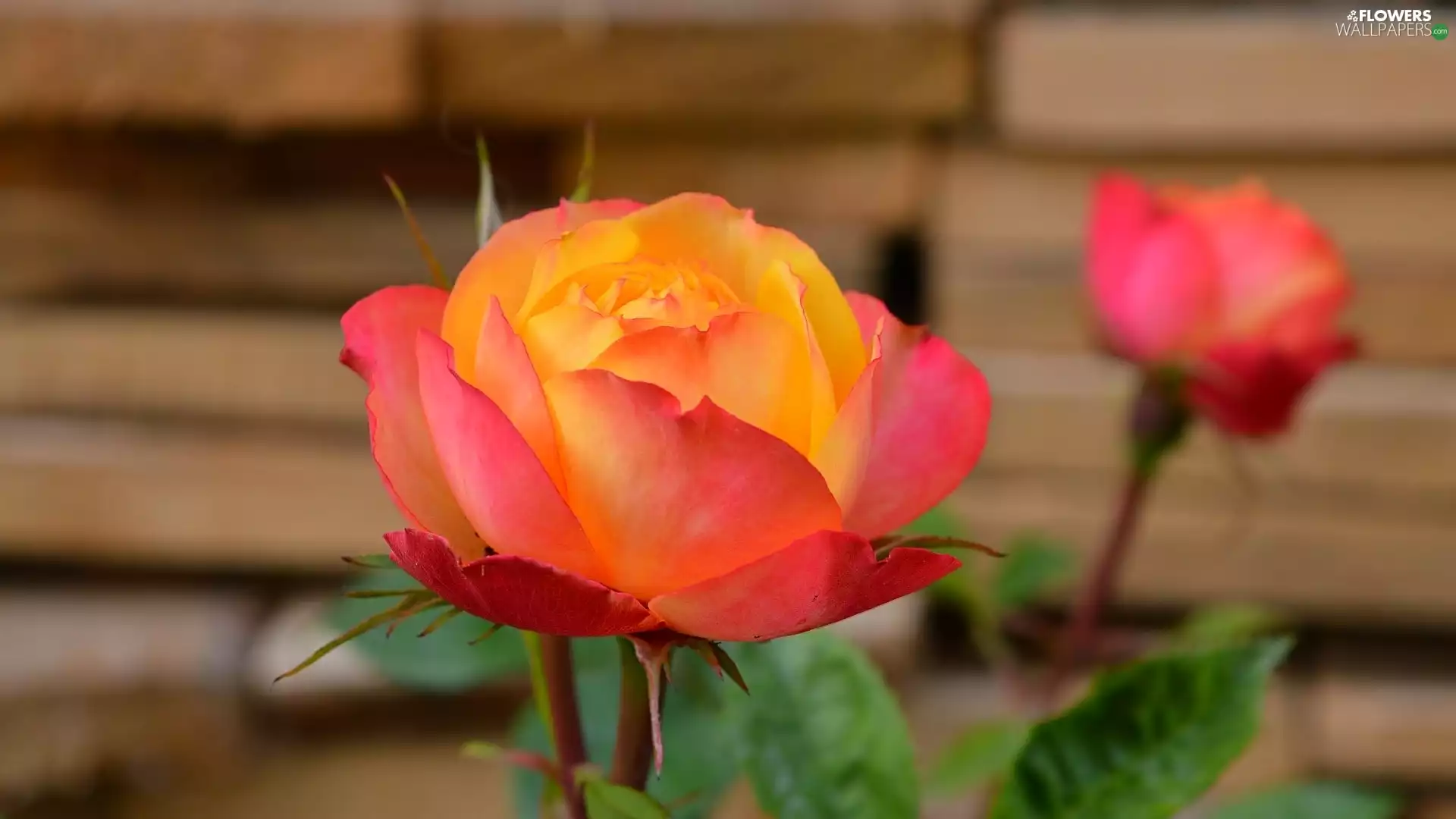 blurry background, Colourfull Flowers, rose