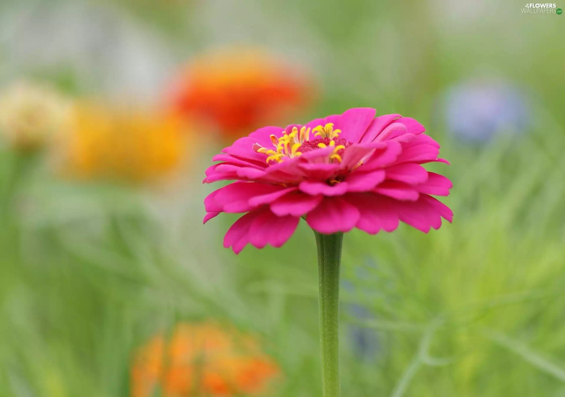 blurry background, Colourfull Flowers, zinnia