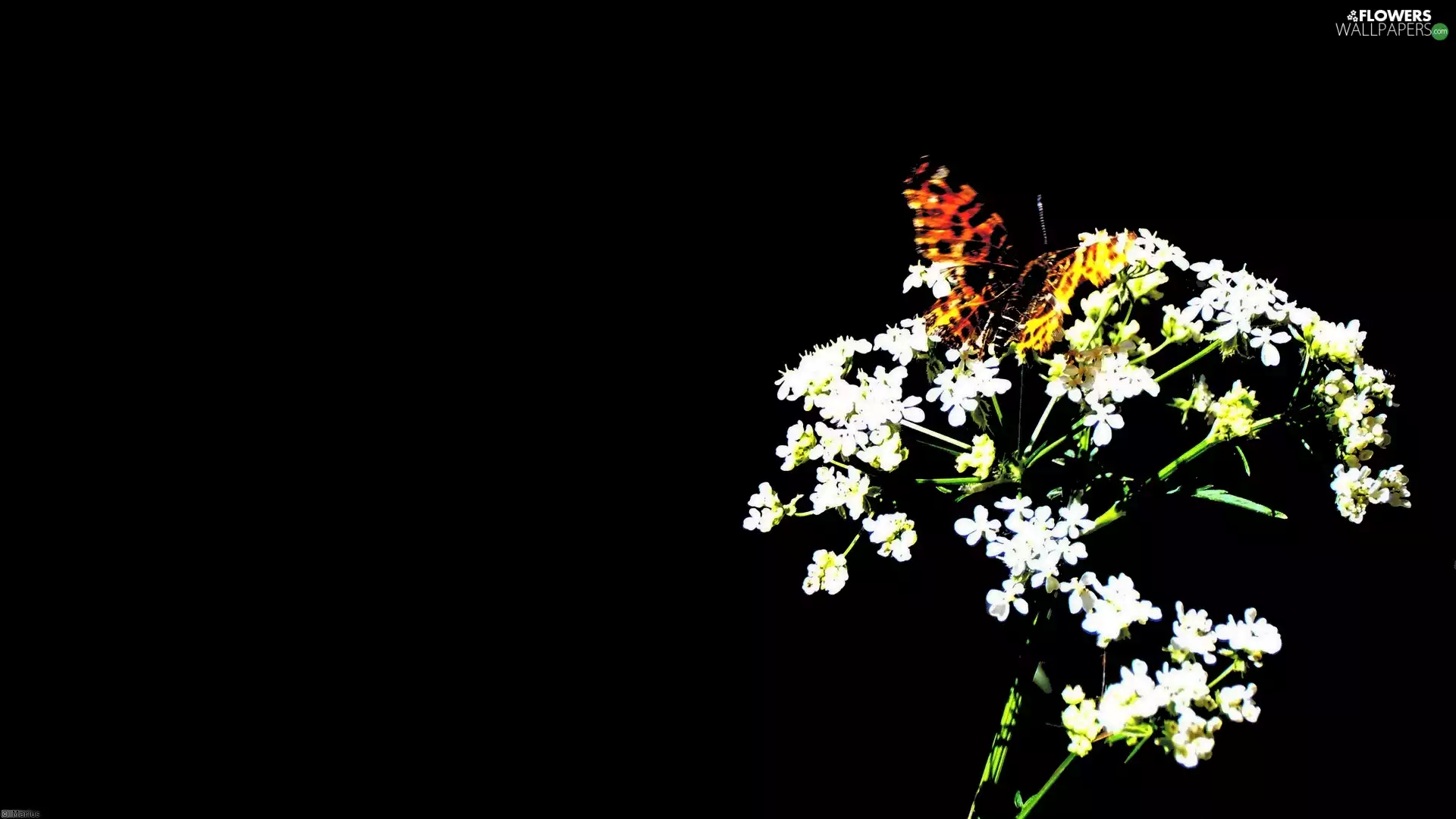 Black, background, common, butterfly, milfoil