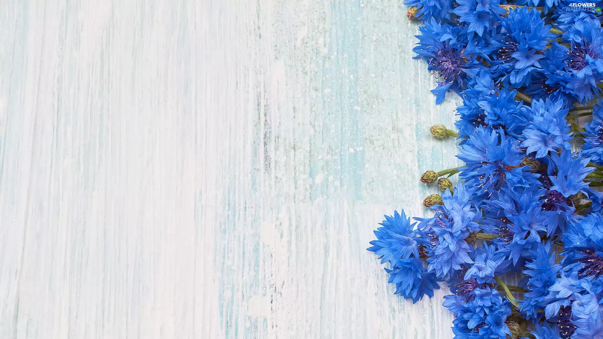 Bright, background, cornflowers, Buds, Blue