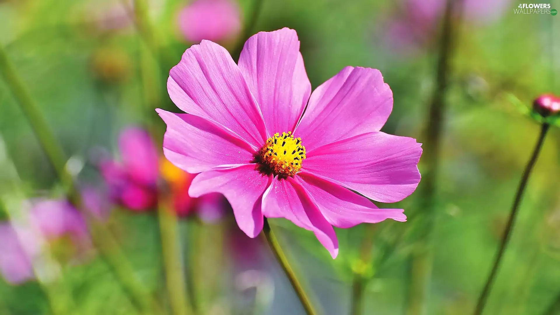 Yellow, Pink, fuzzy, background, rods, Cosmos