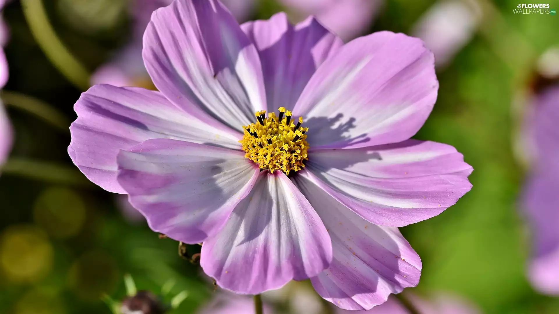 Yellow, Violet, fuzzy, background, rods, Cosmos