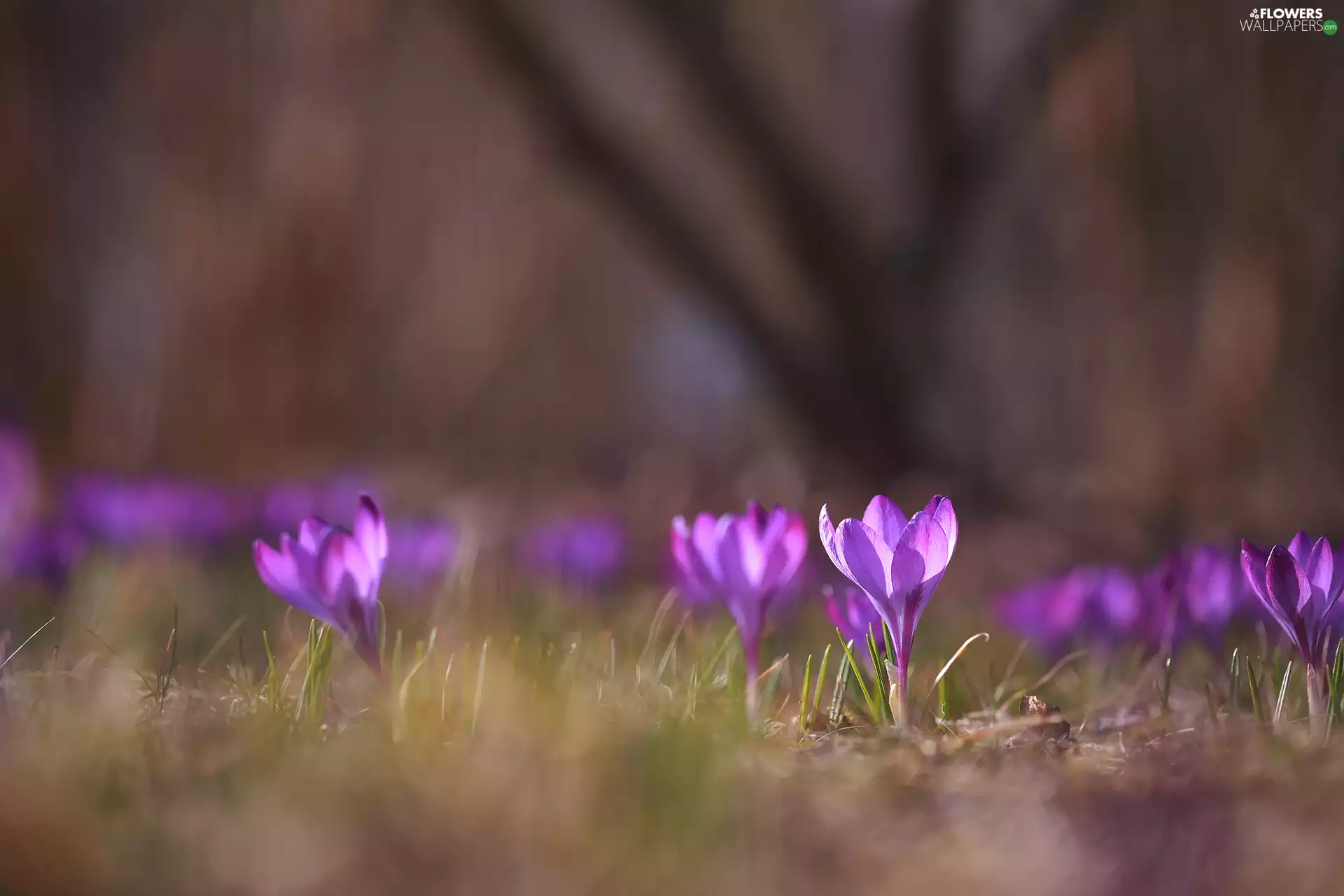 fuzzy, background, crocuses, Flowers, purple
