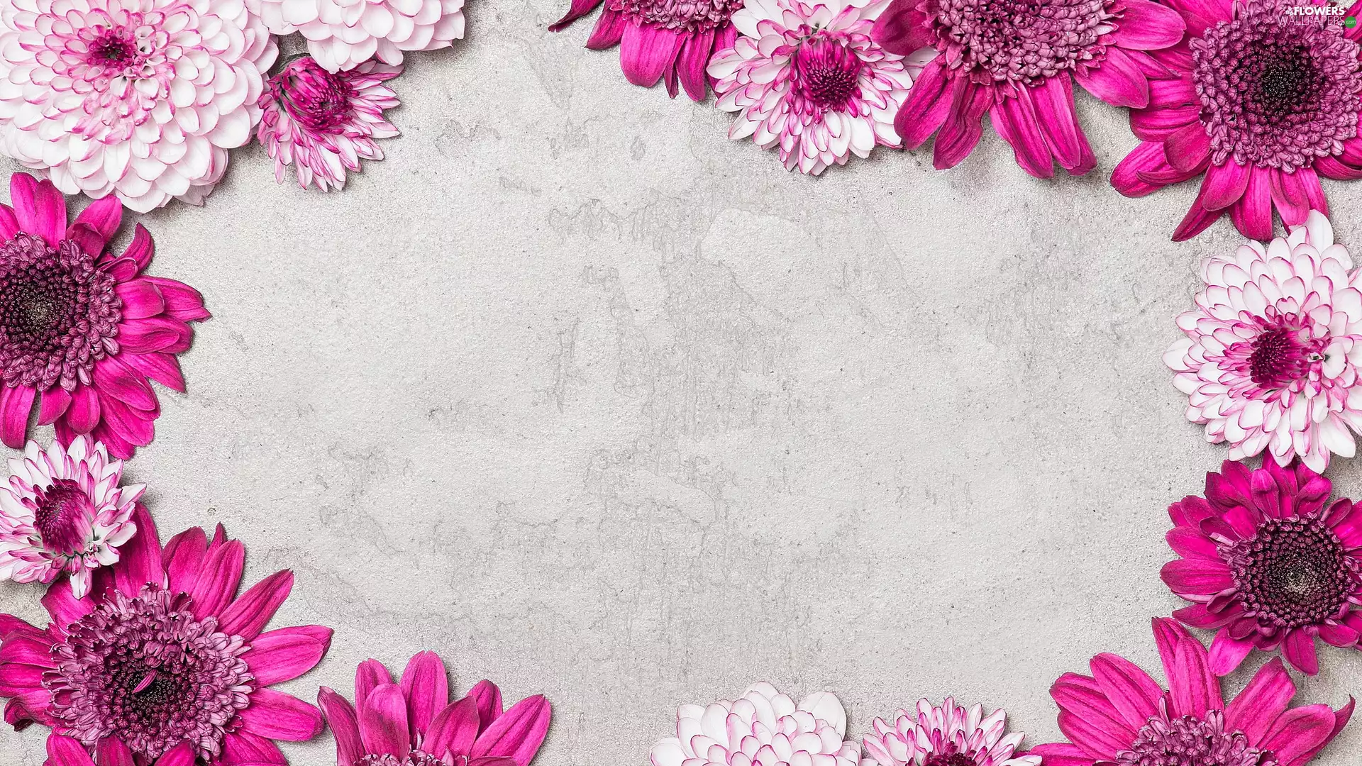 Grey, background, dahlias, frame, Chrysanthemums