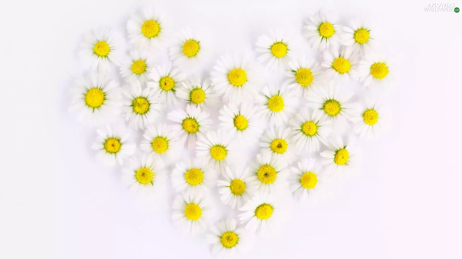White, background, daisies, Heart, Flowers
