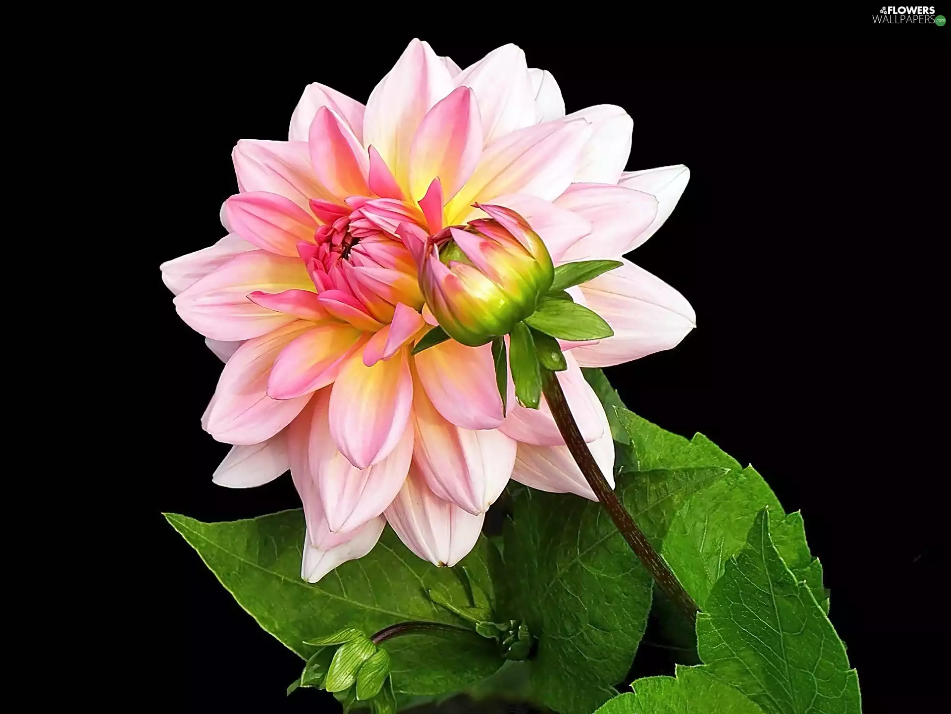Black, background, Dalia, bud, Pink