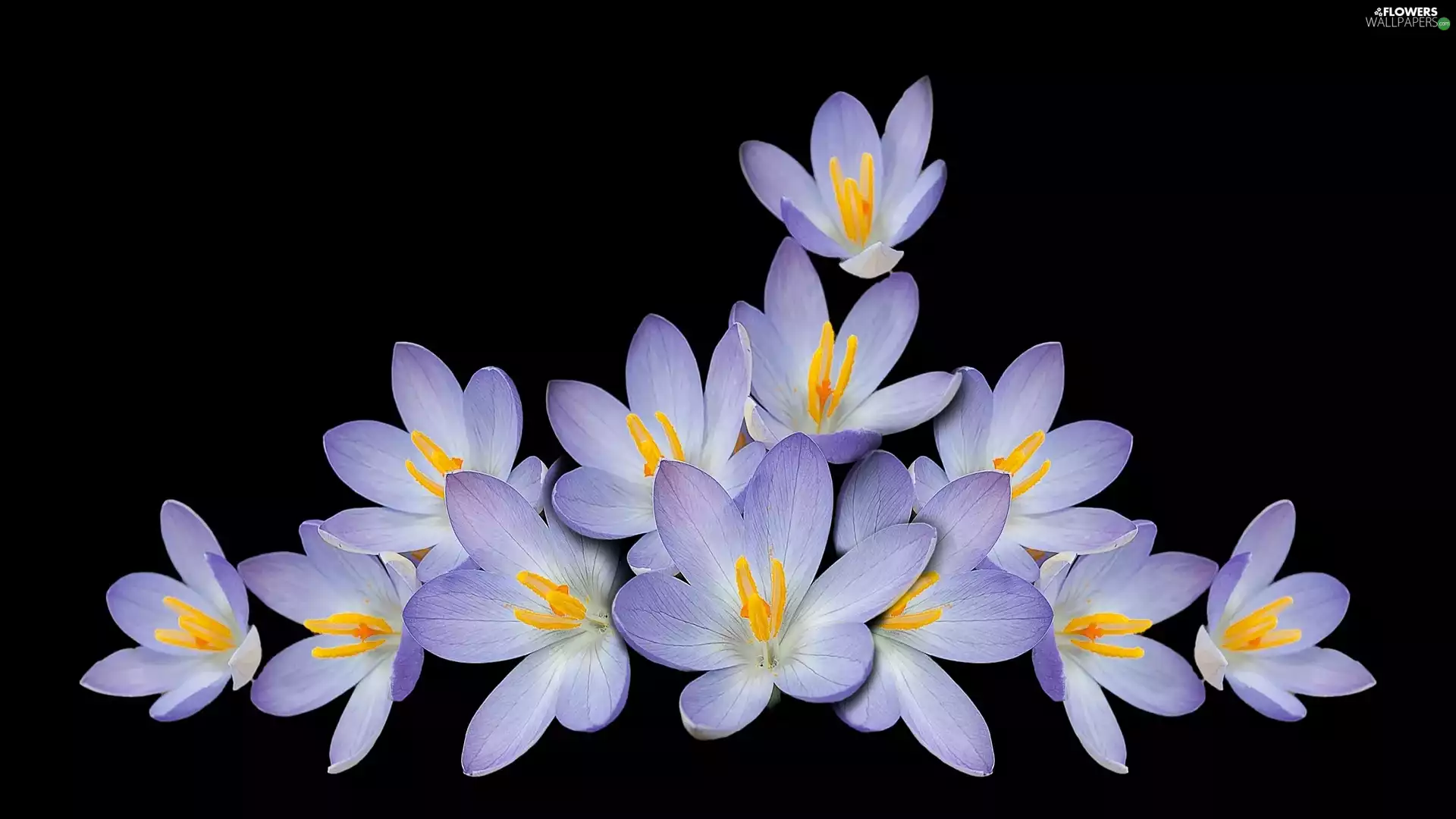 background, crocuses, dark