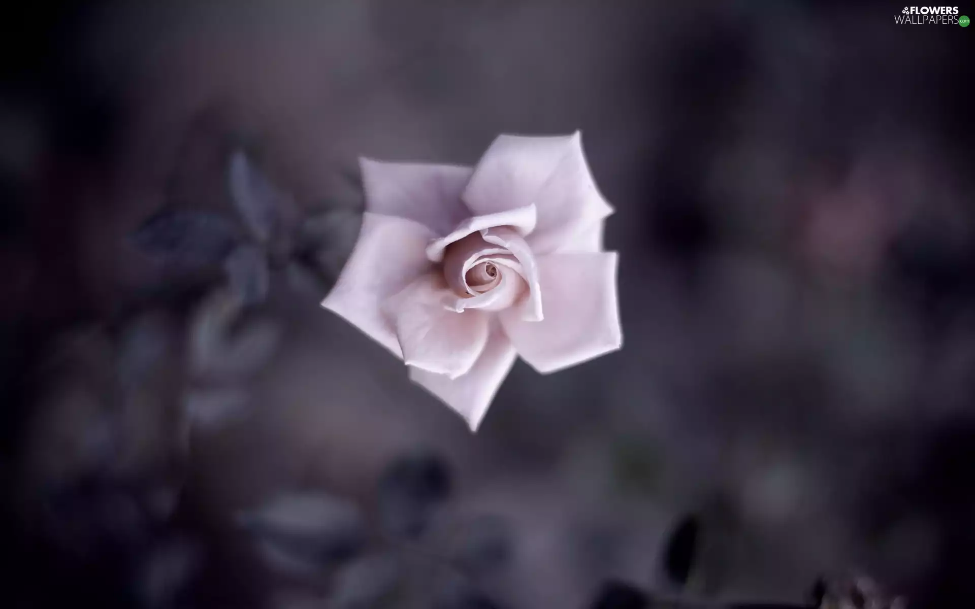 background, rose, dark