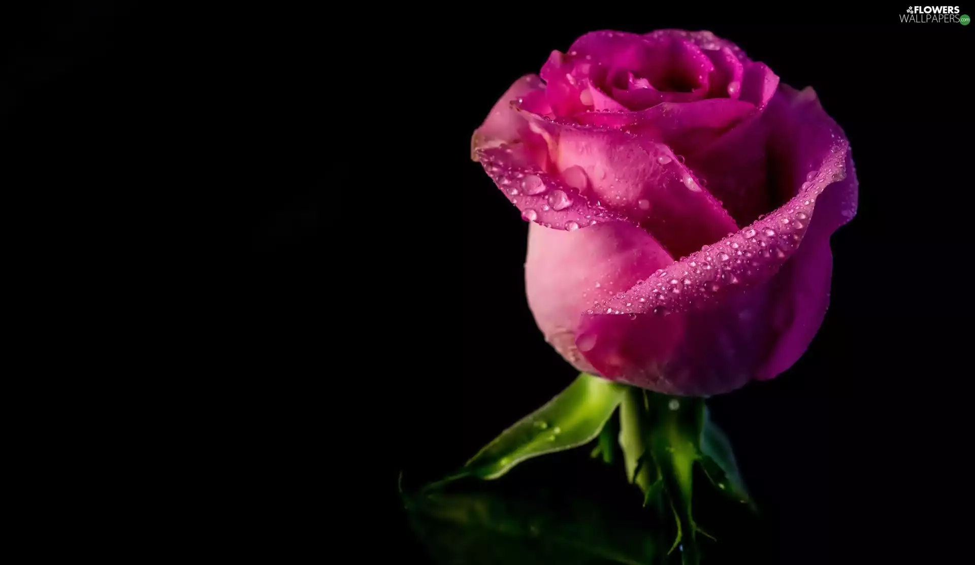 Black, Background, drops, water, rose