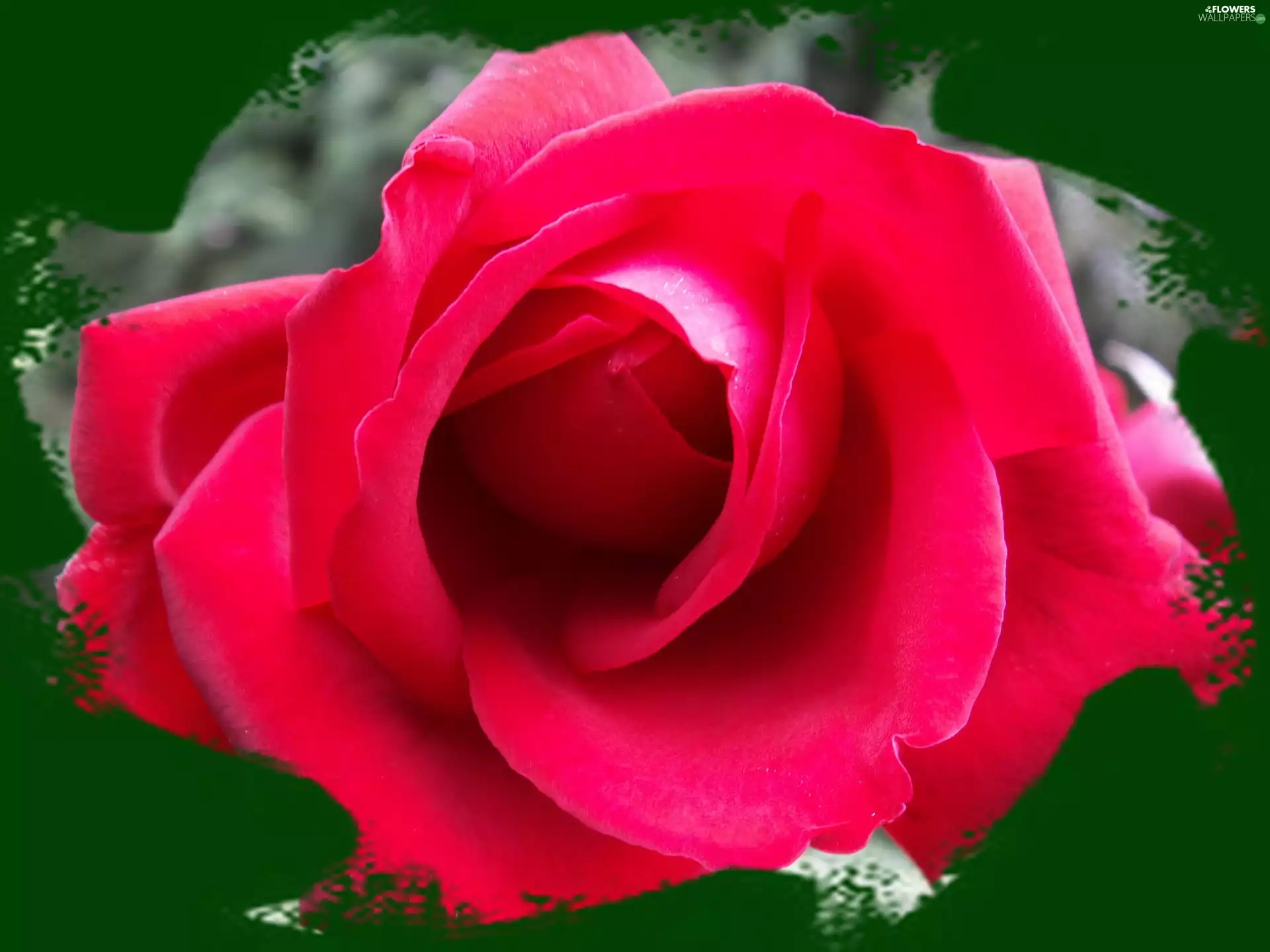 background, rose, flakes