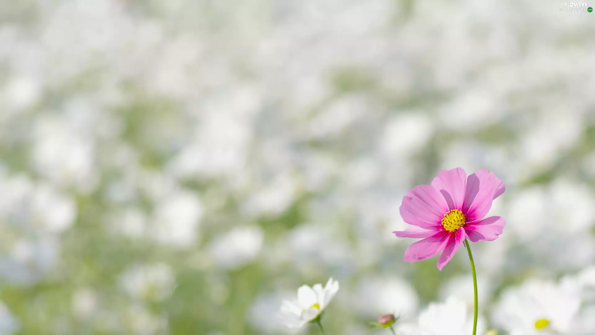 Cosmos, Pink, Bright, background, fuzzy, Flower