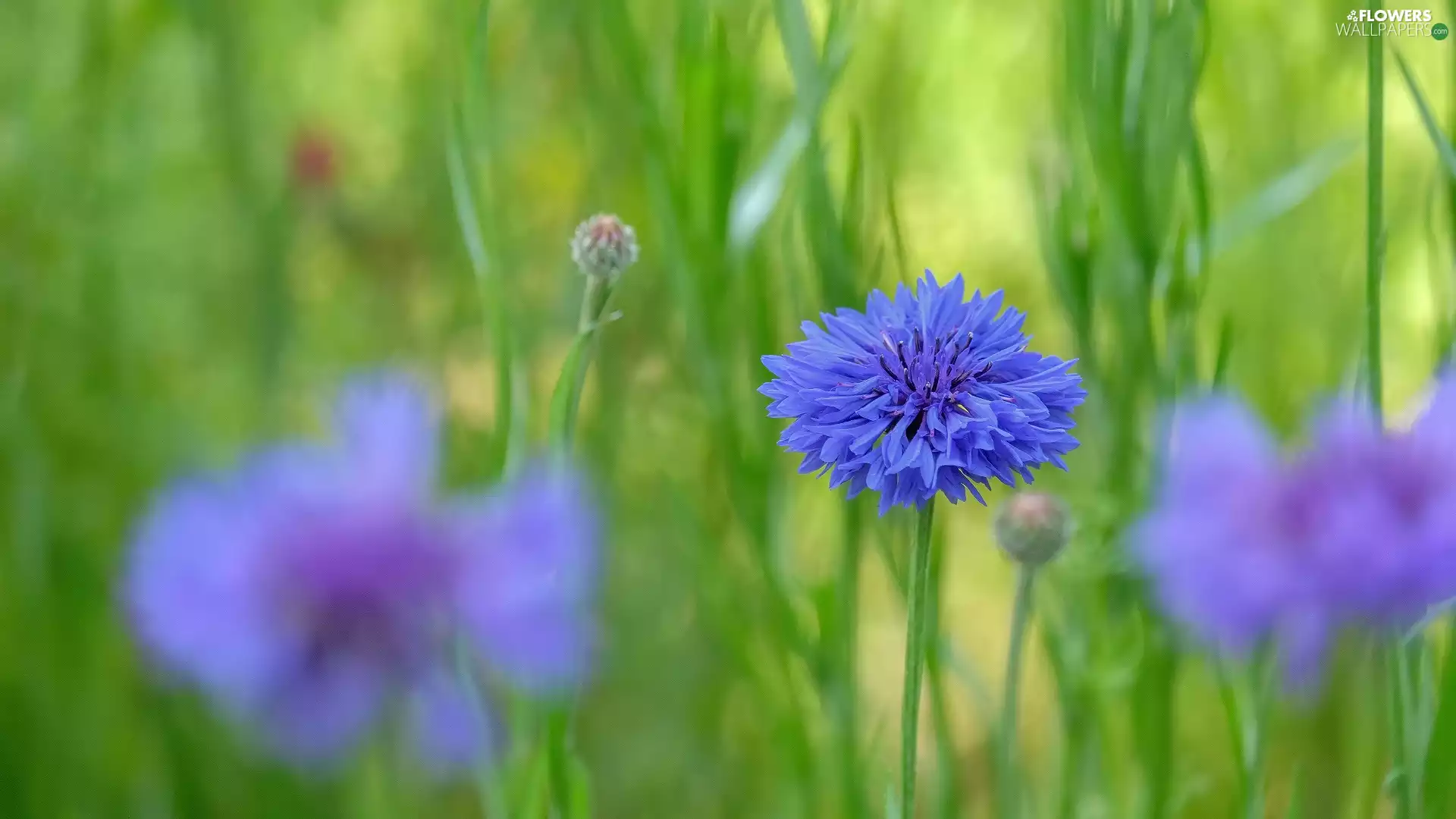 blue, Chaber, blurry background, Colourfull Flowers