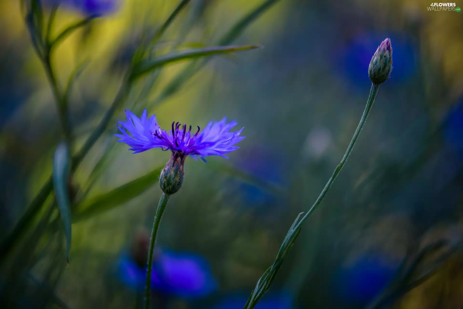 Chaber, bud, blurry background, Colourfull Flowers