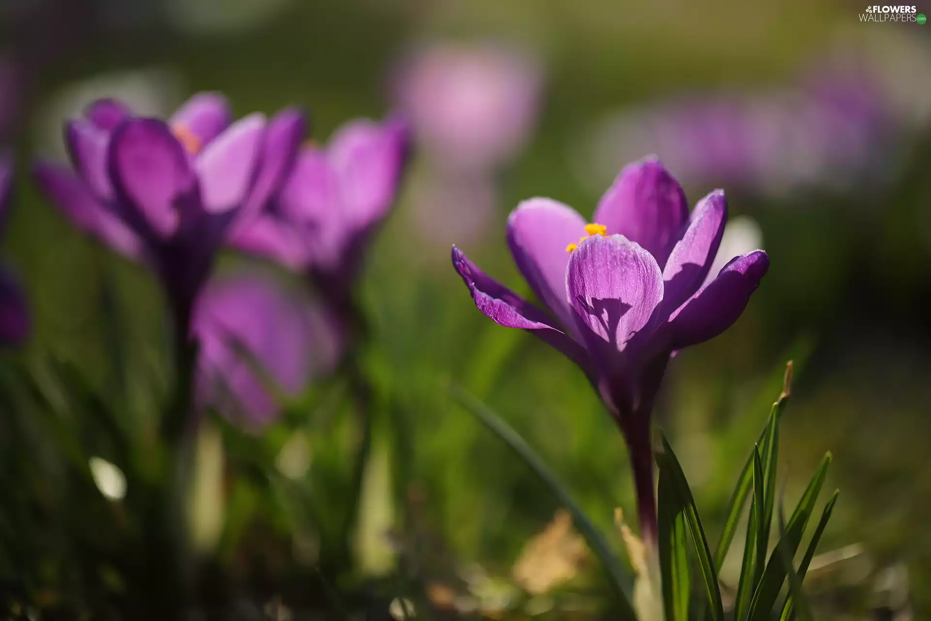 Violet, crocus, blurry background, Colourfull Flowers