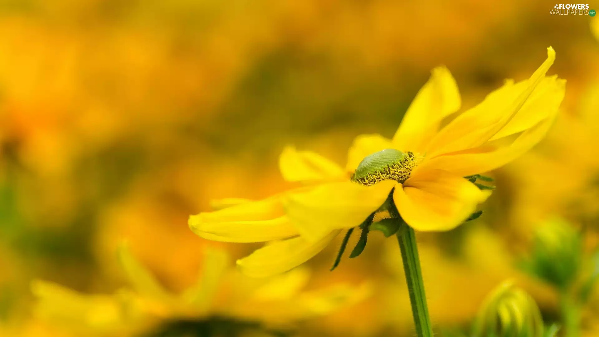 Yellow, Rudbeckia, blurry background, Colourfull Flowers