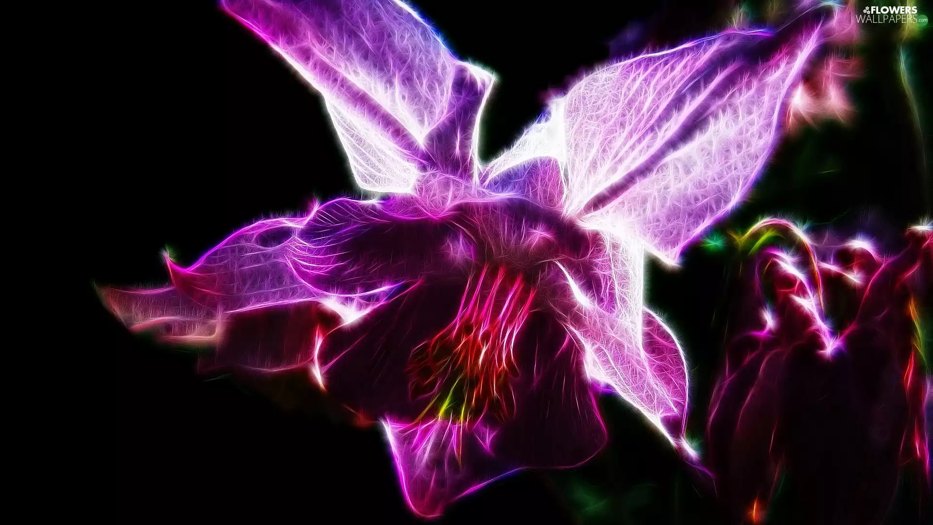 columbine, Colourfull Flowers, background, Fractalius, Black, Pink
